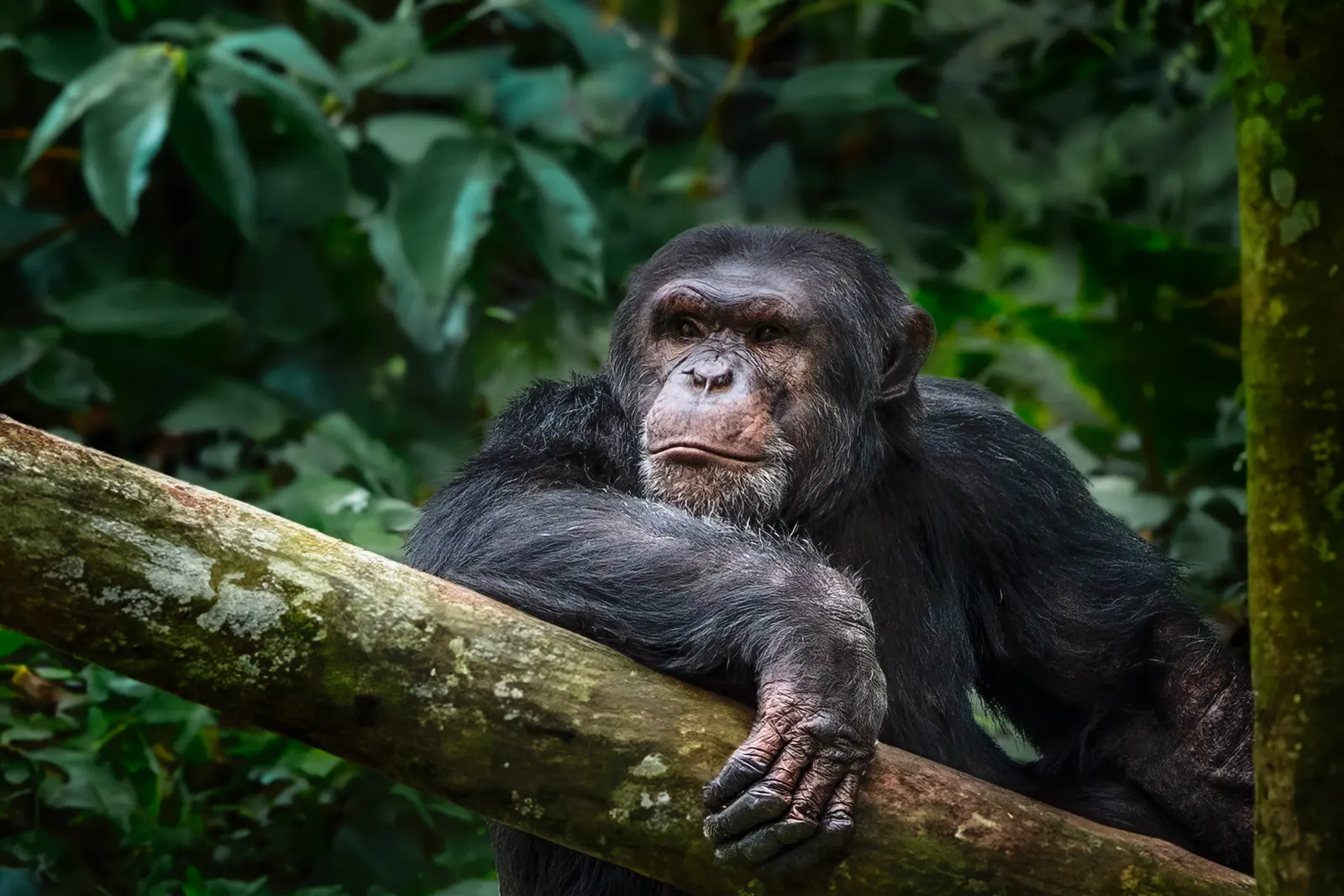 A chimpanzee leaning on a branch in the forest