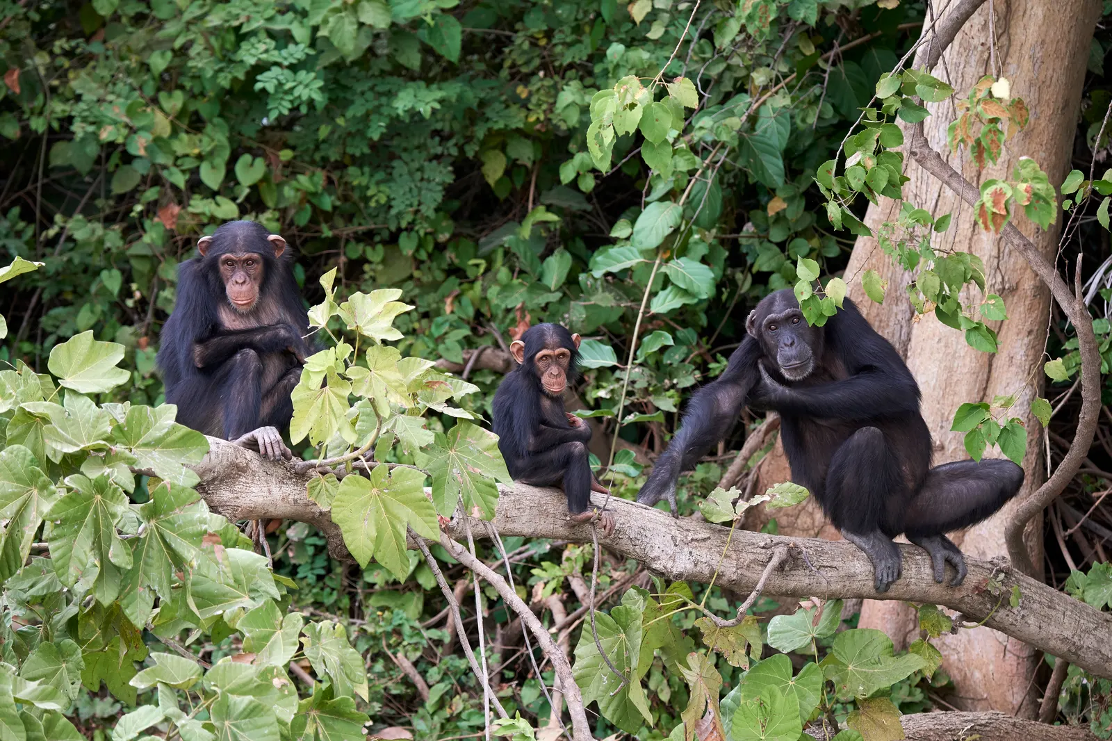 Chimpanzees resting in a forest tree