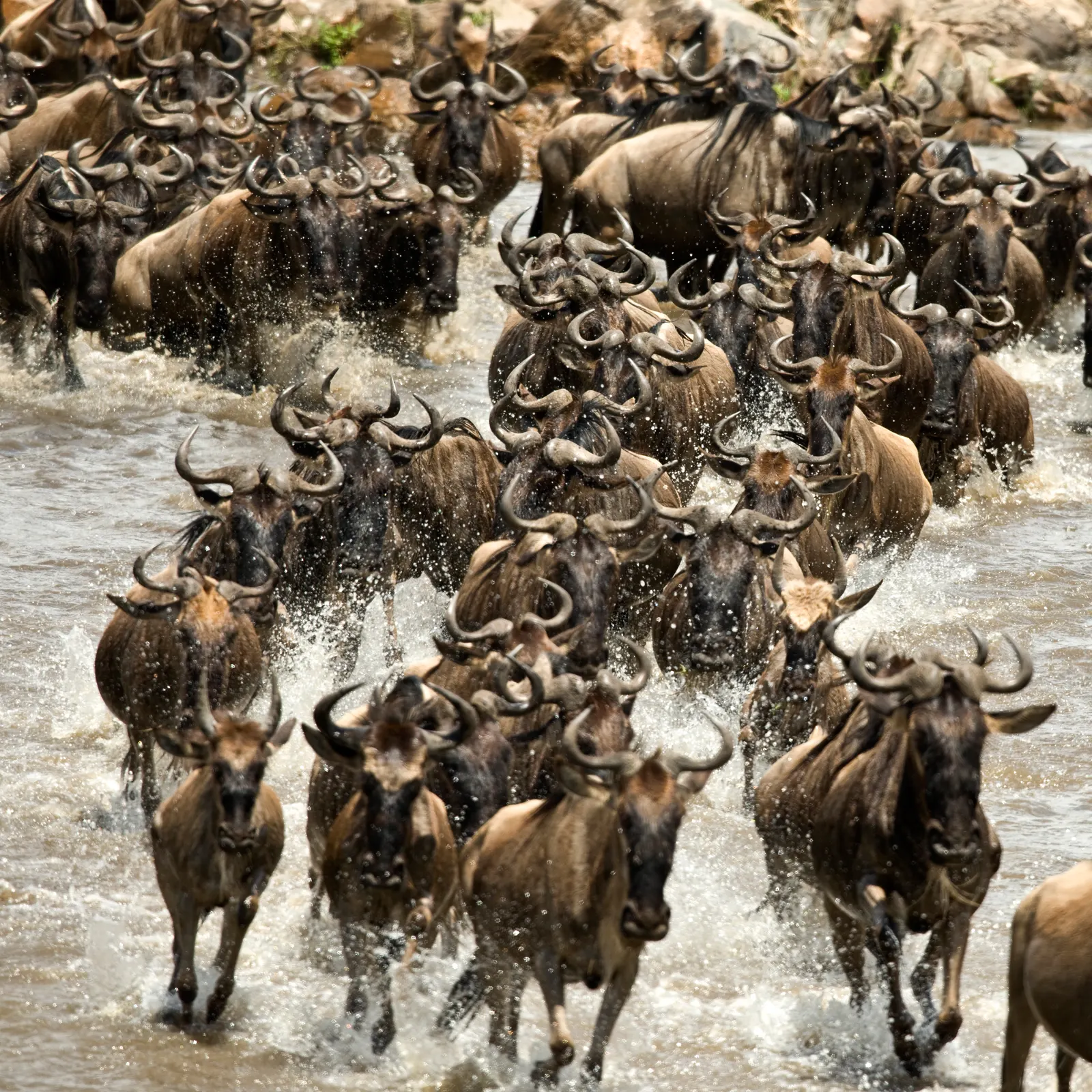 Great Migration
