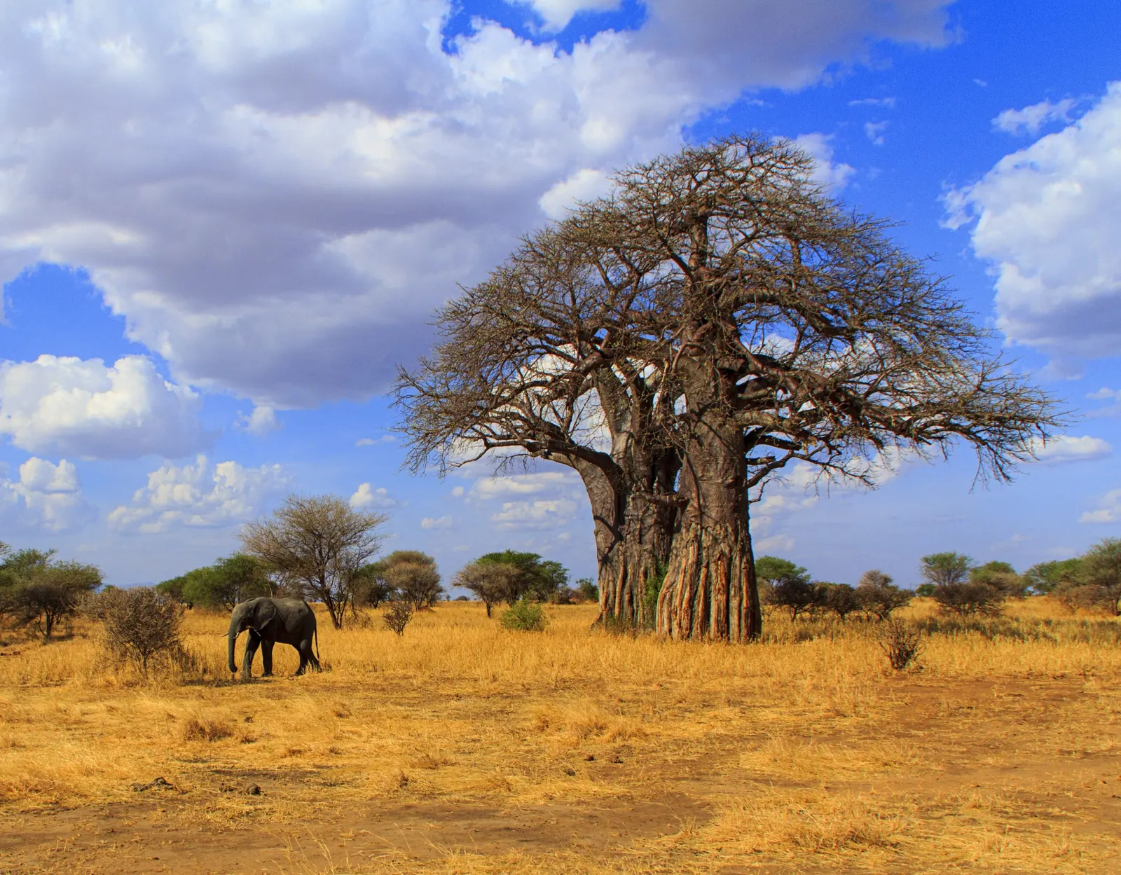 An elephant beneath a baobab in Tarangire National Park