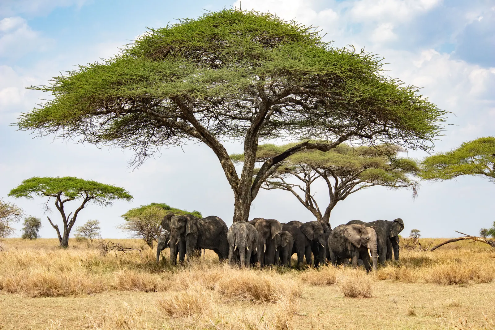 Elephants beneath acacia trees