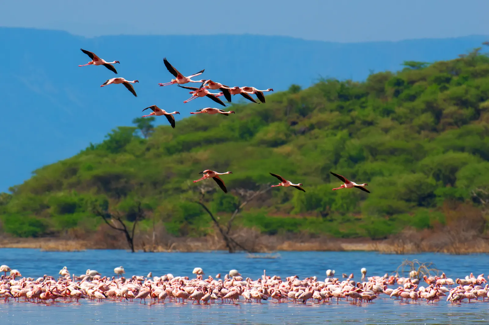 Flamingos below a green escarpment on a Rift Valley soda lake