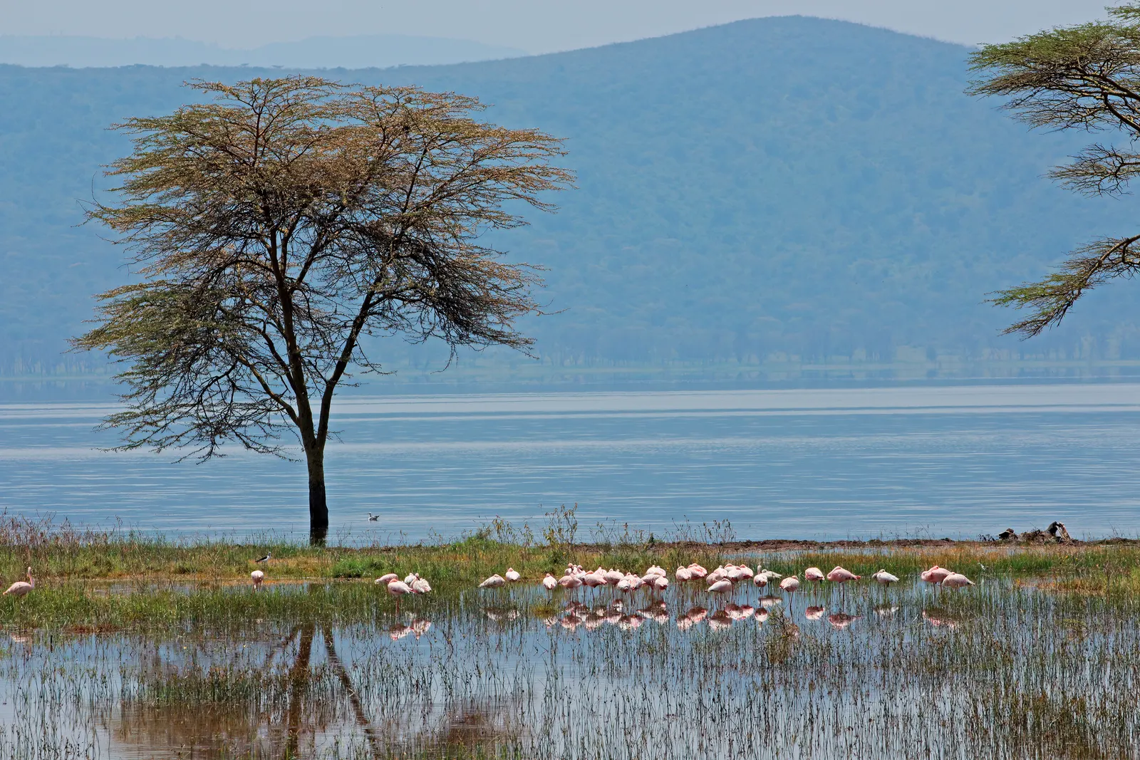 Flamingos in the shallows below an acacia by a lake