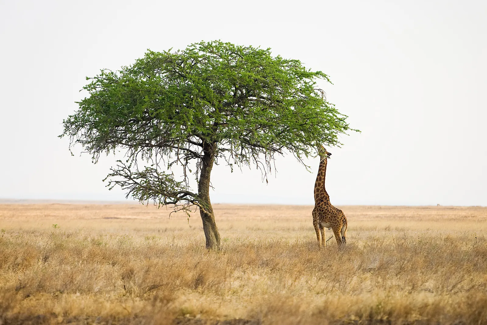 A giraffe browsing an acacia tree on the plains