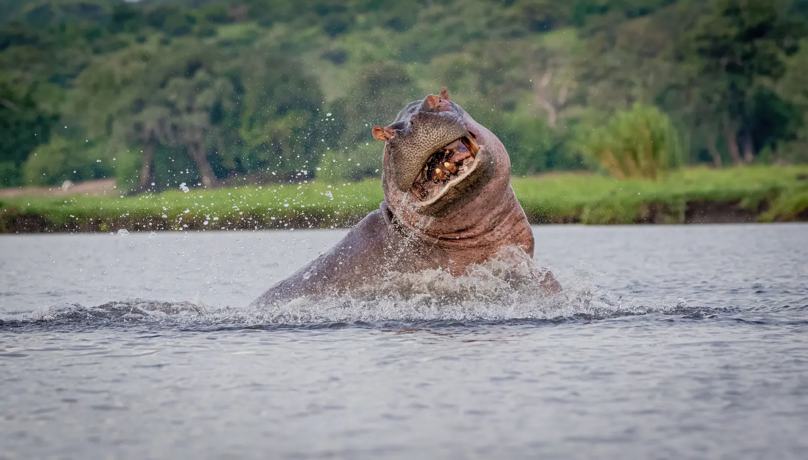 Hippos in the river