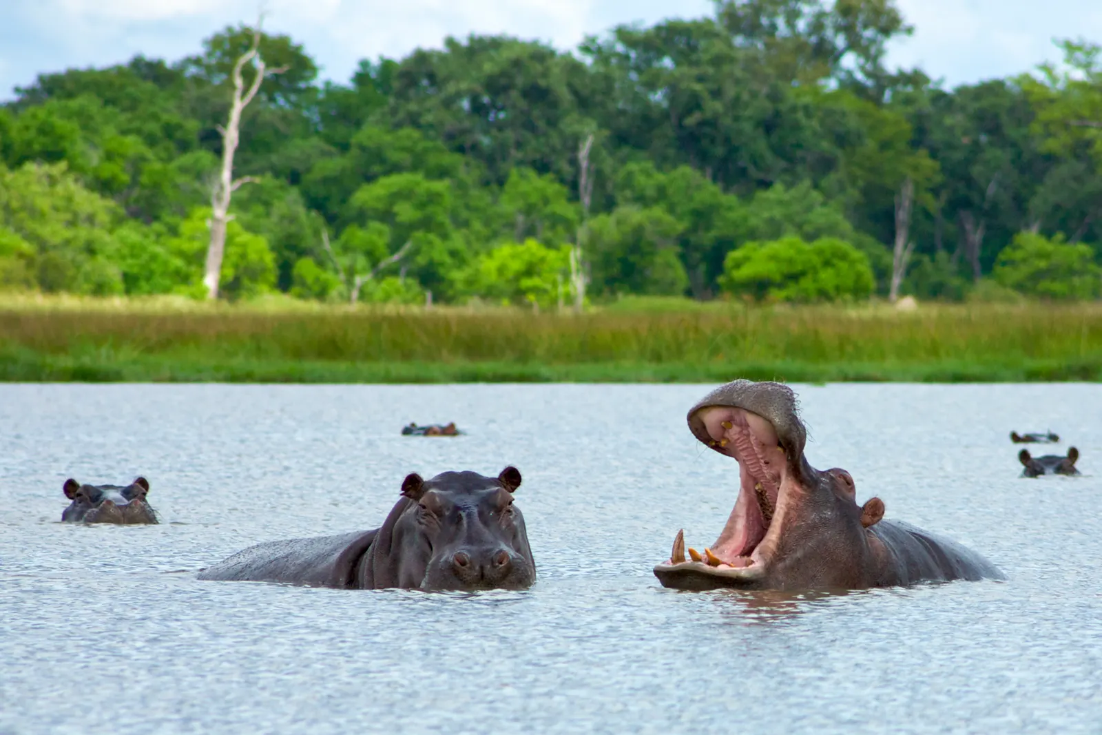 Hippos in a river pool, Nyerere National Park