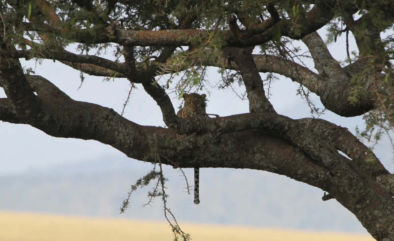 A leopard in a tree
