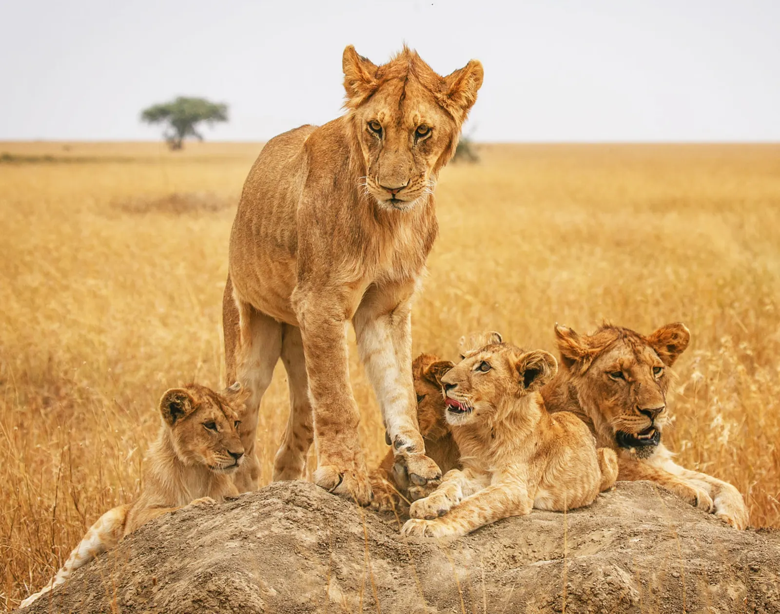 A lioness with her cubs