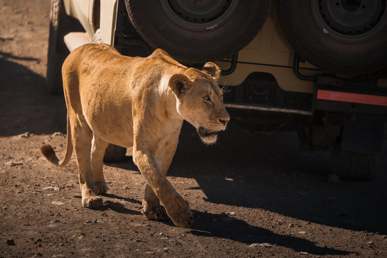Game Drive