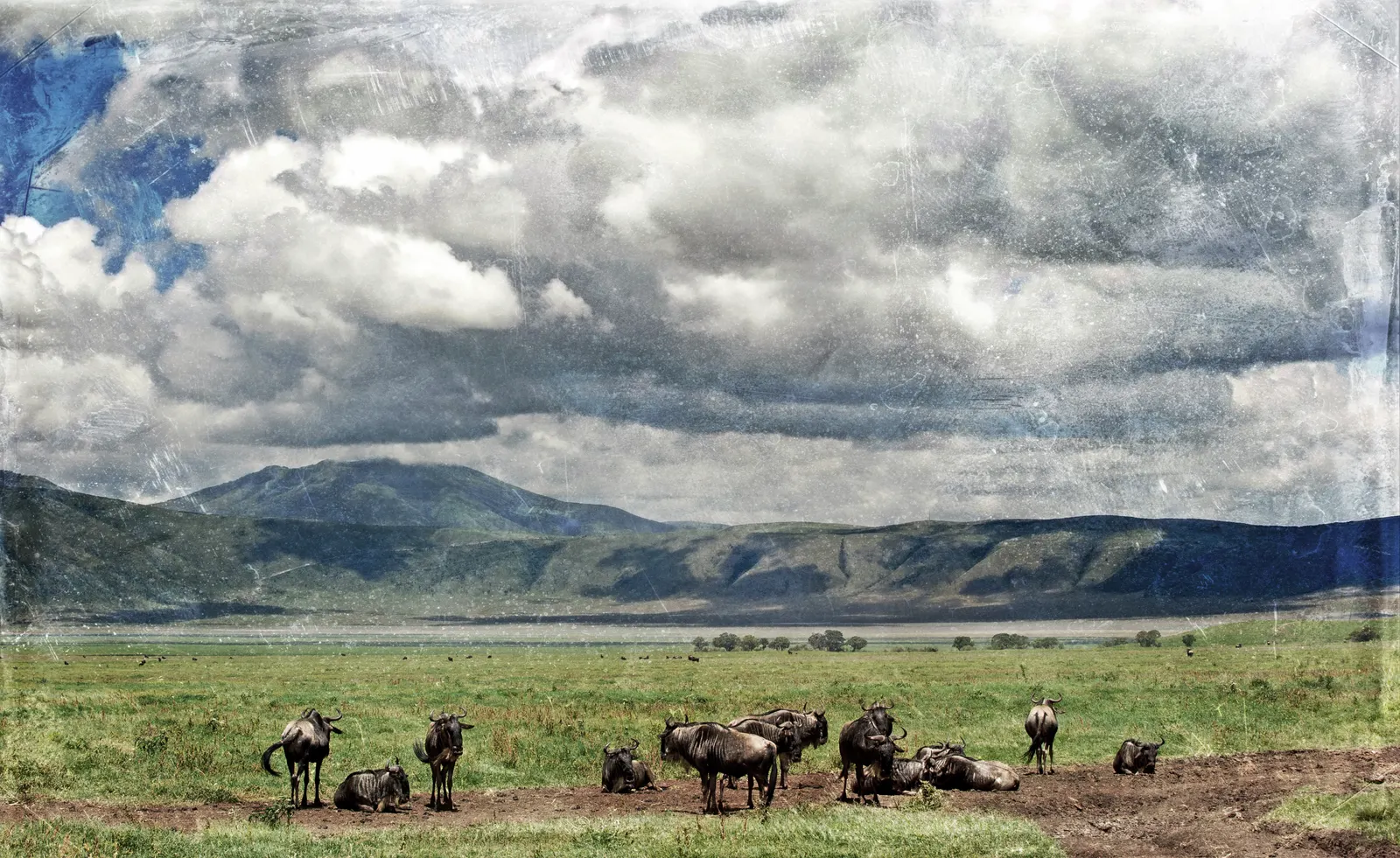 Wildebeest in the Ngorongoro Crater