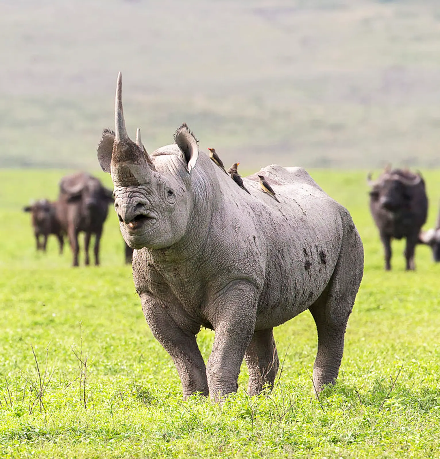 A black rhino with buffalo on green grass