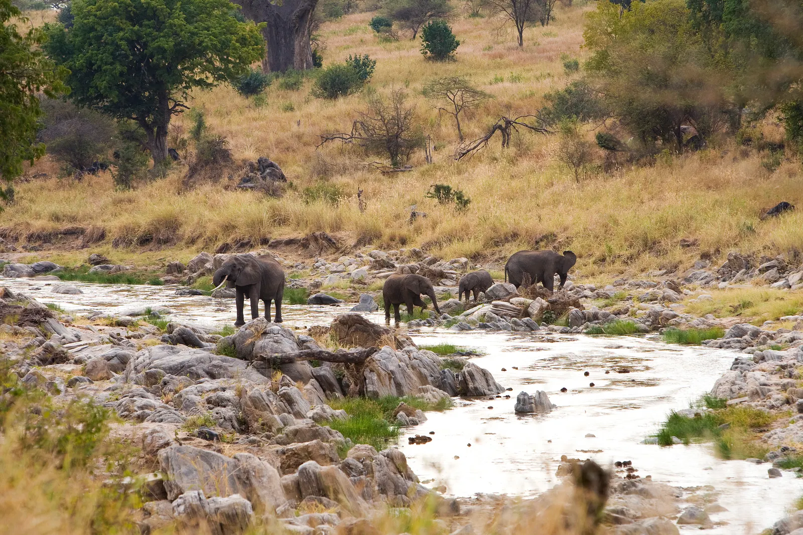 Elephants crossing a rocky river bed in Ruaha National Park
