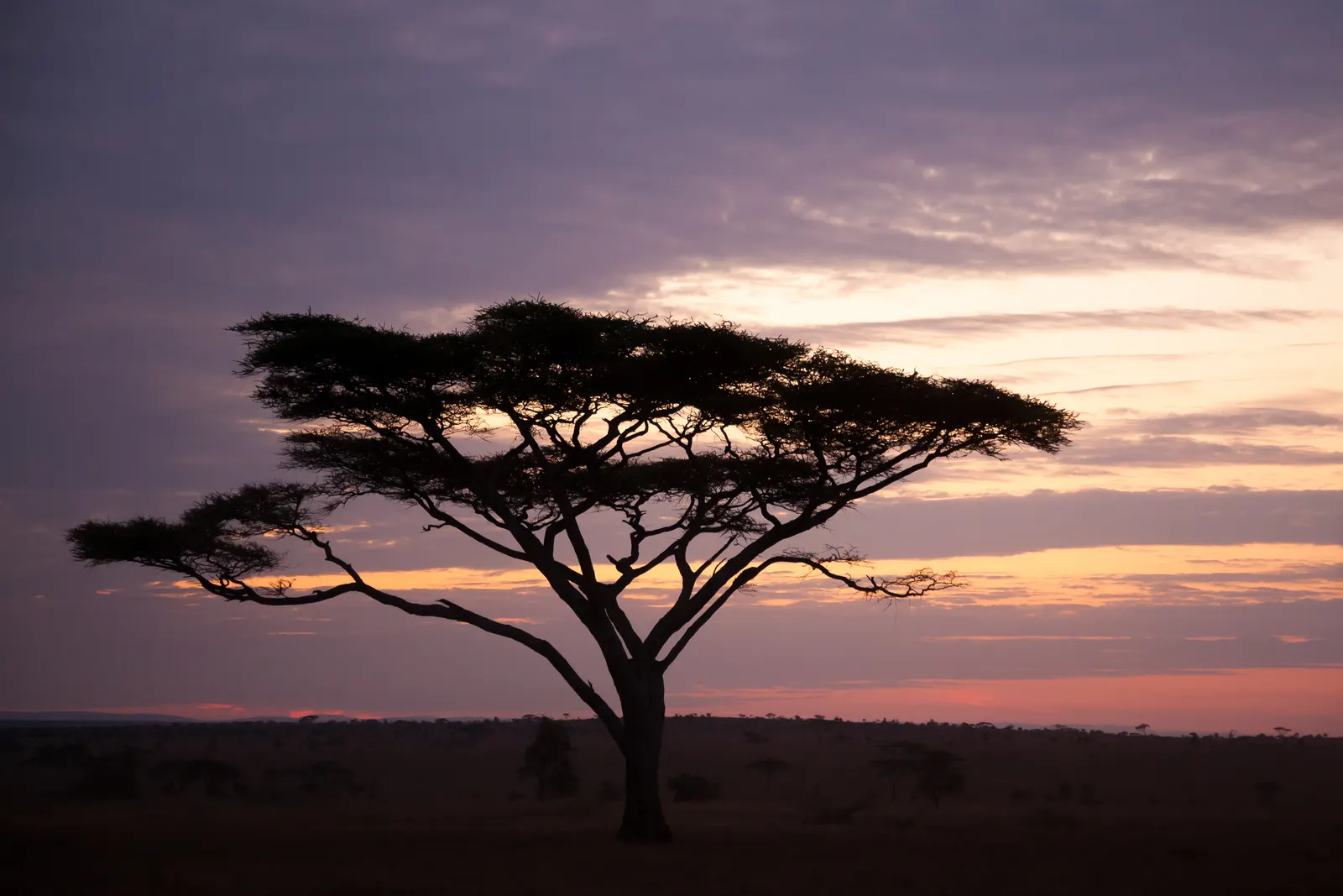 Dawn over the Serengeti