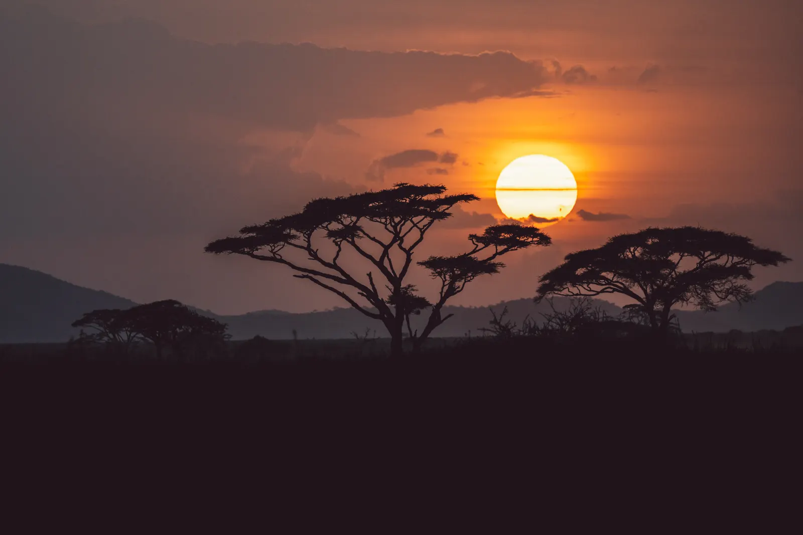 Acacia trees silhouetted at sunset, Tanzania