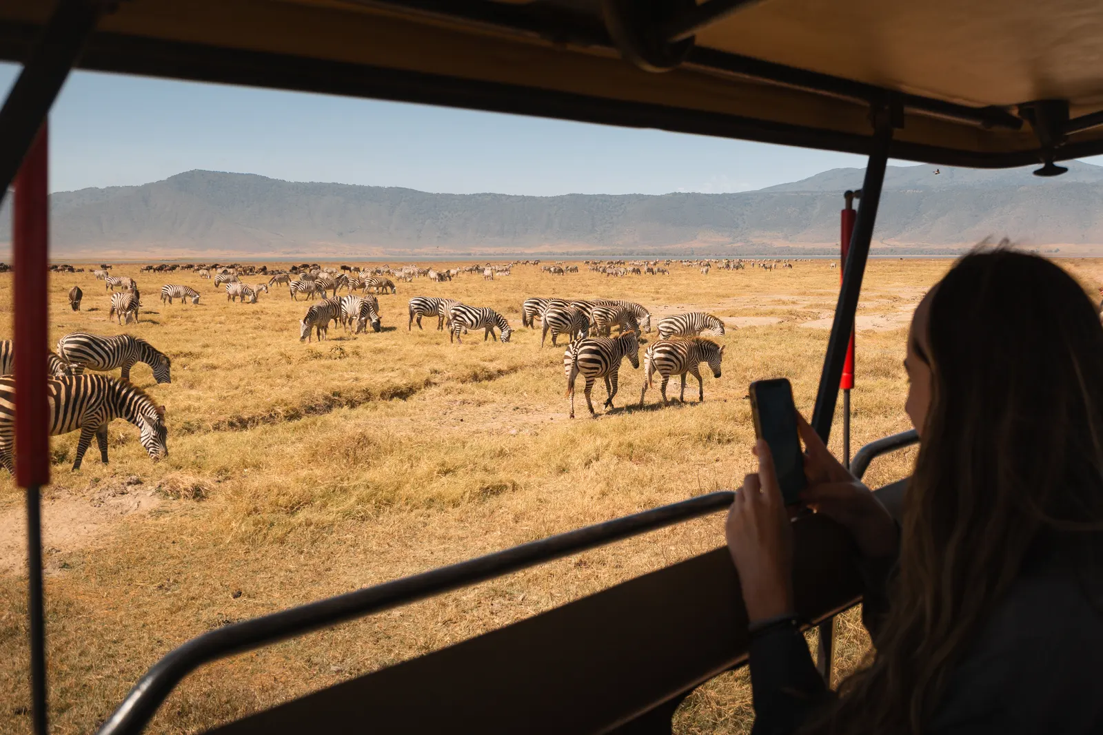 A safari vehicle among zebras, Ngorongoro