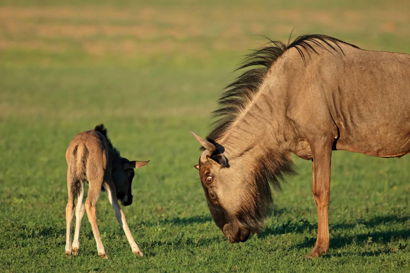 A wildebeest calf on the short-grass plains