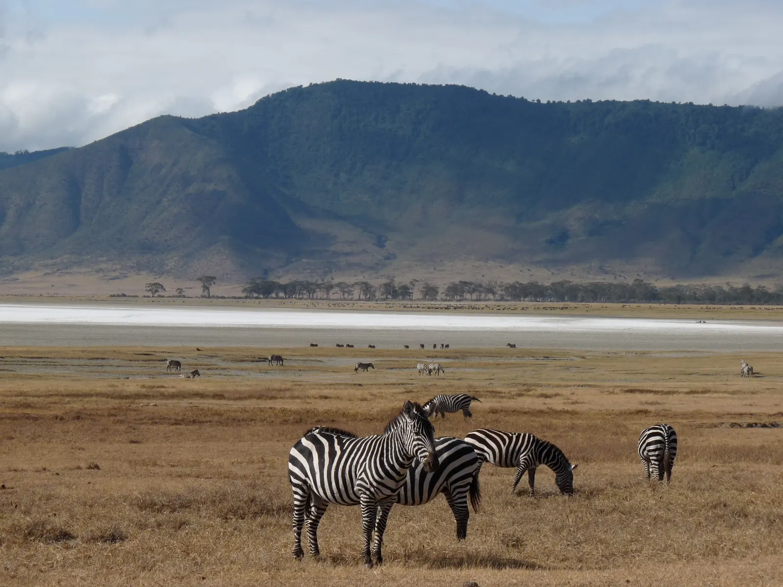 Zebras on the Ngorongoro Crater floor below the crater wall