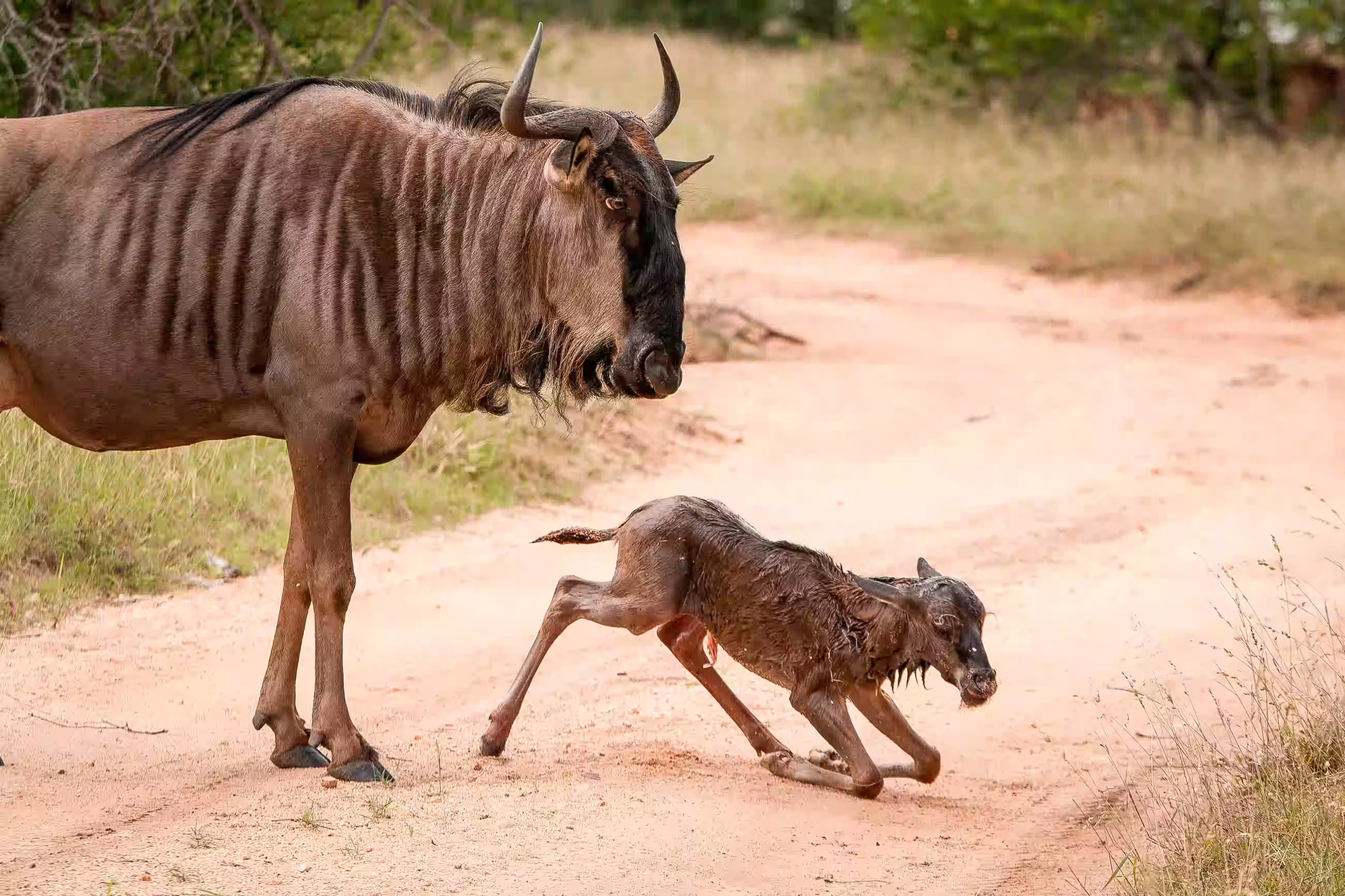 The Calving Season