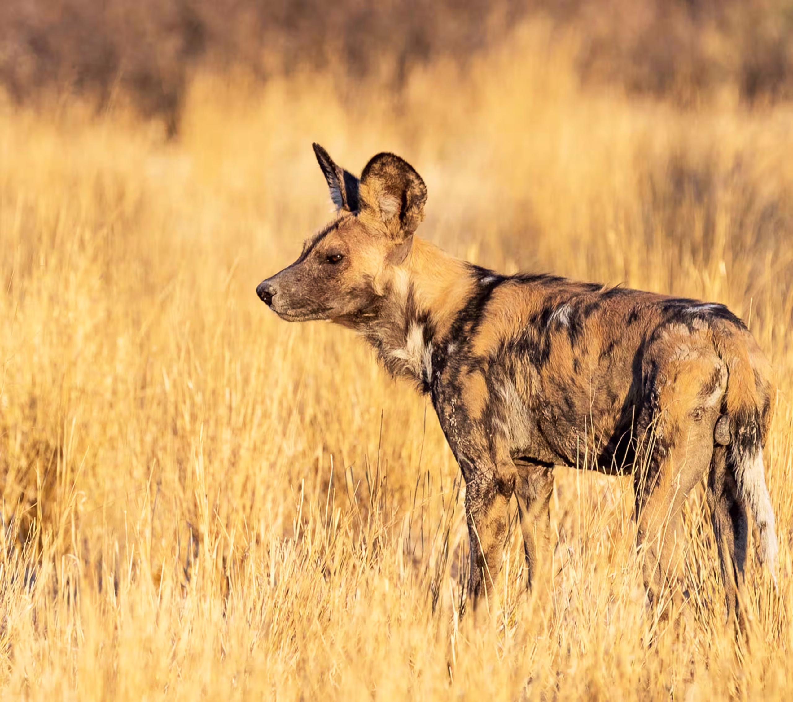 Ruaha National Park