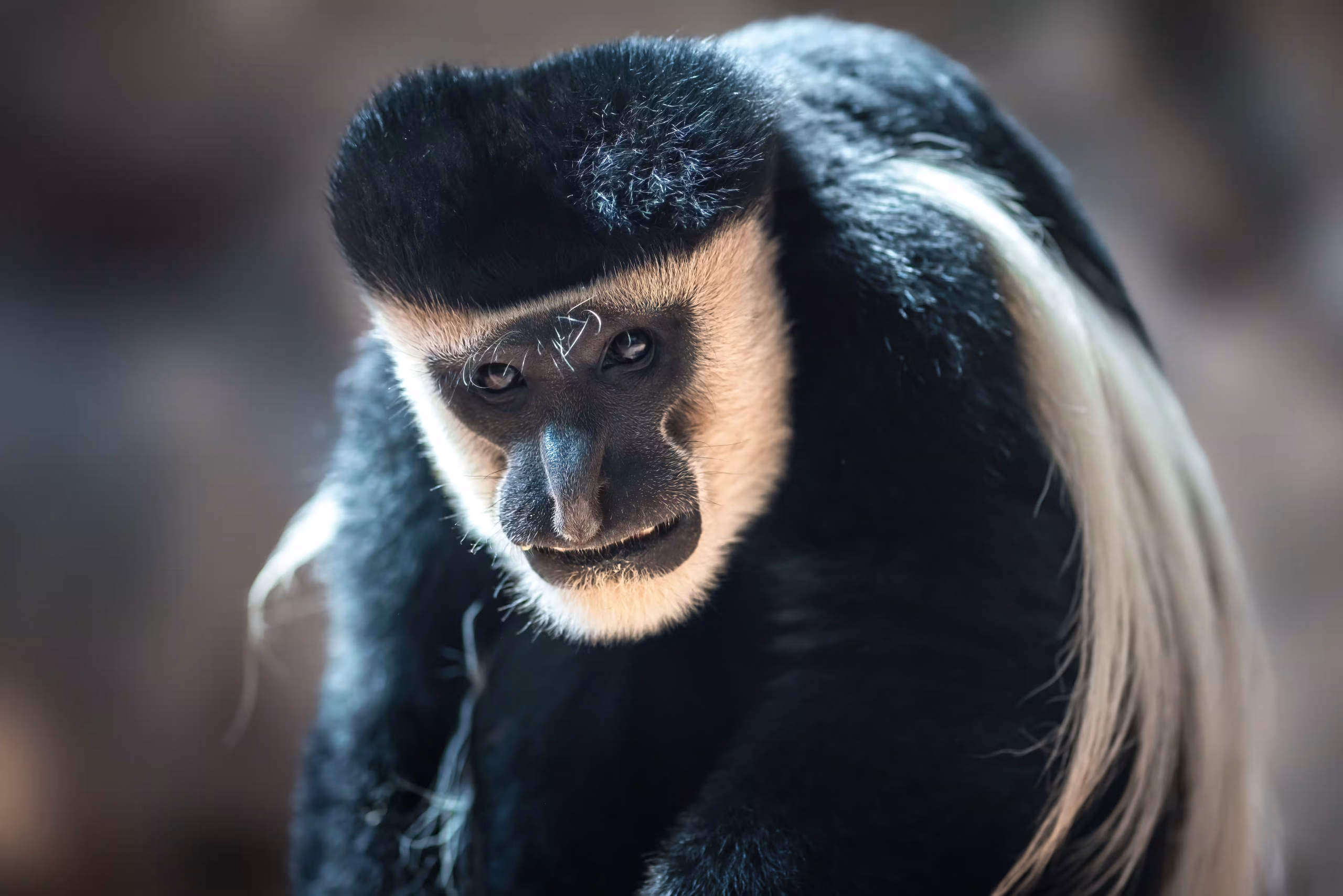 A black-and-white colobus monkey