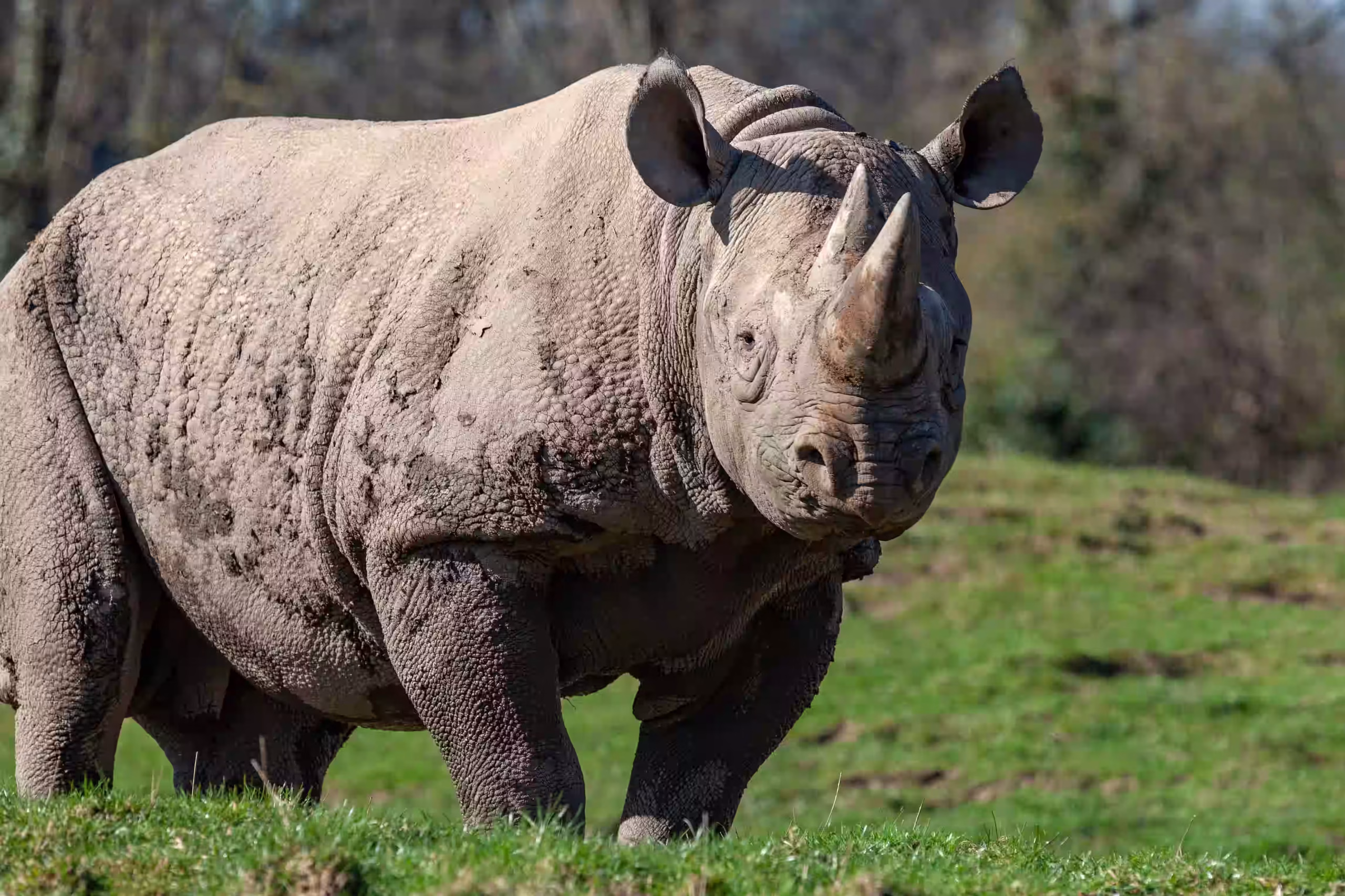 Ngorongoro