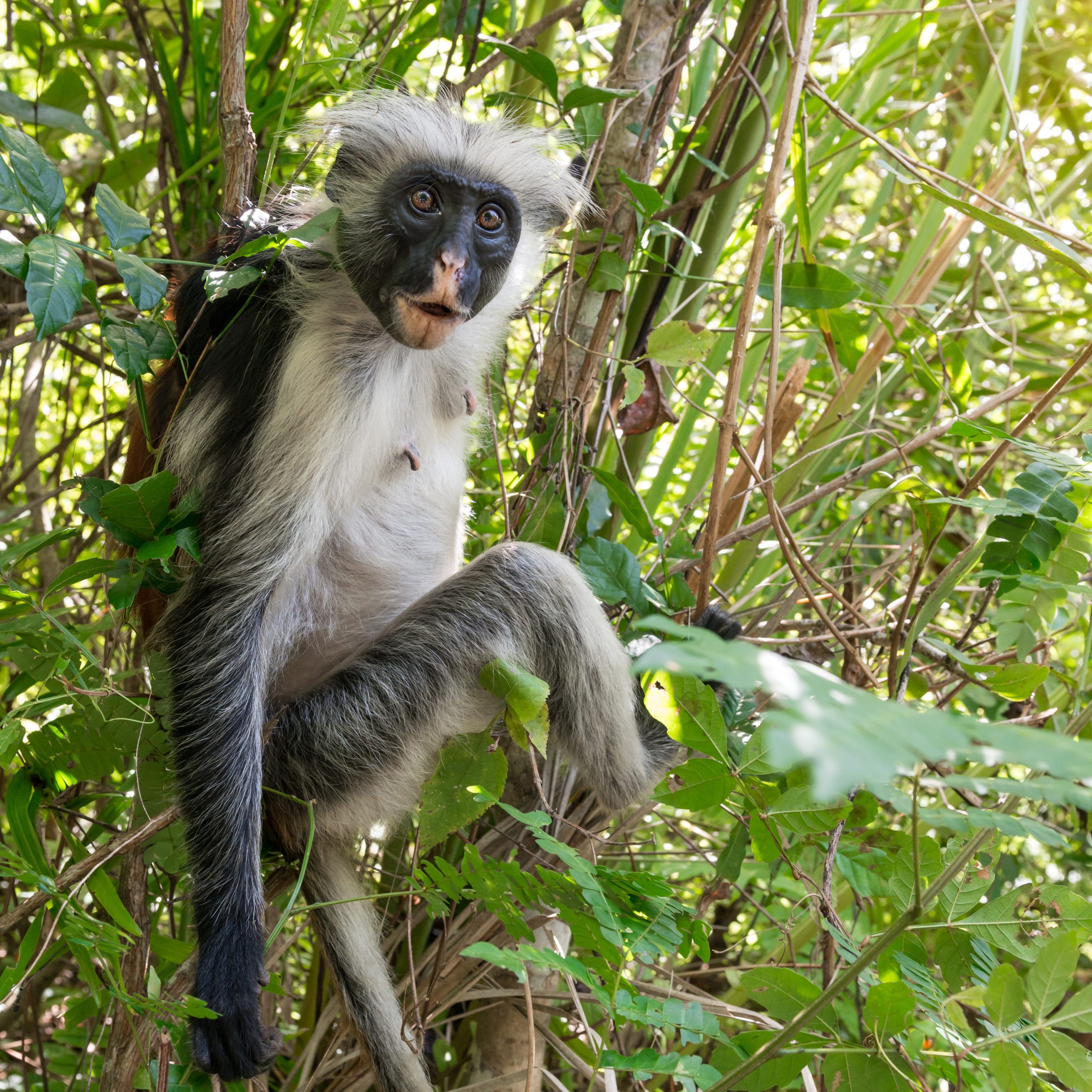 A red colobus in Jozani-Chwaka Bay National Park