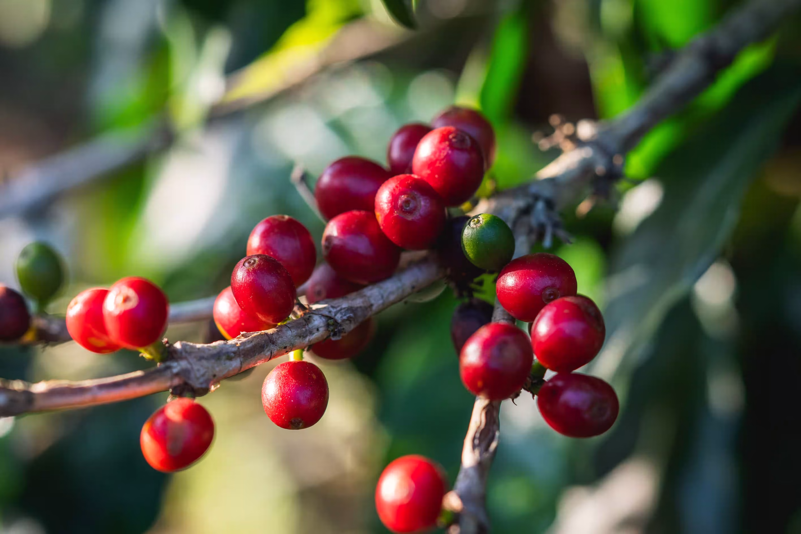 Ripe coffee cherries on the bush