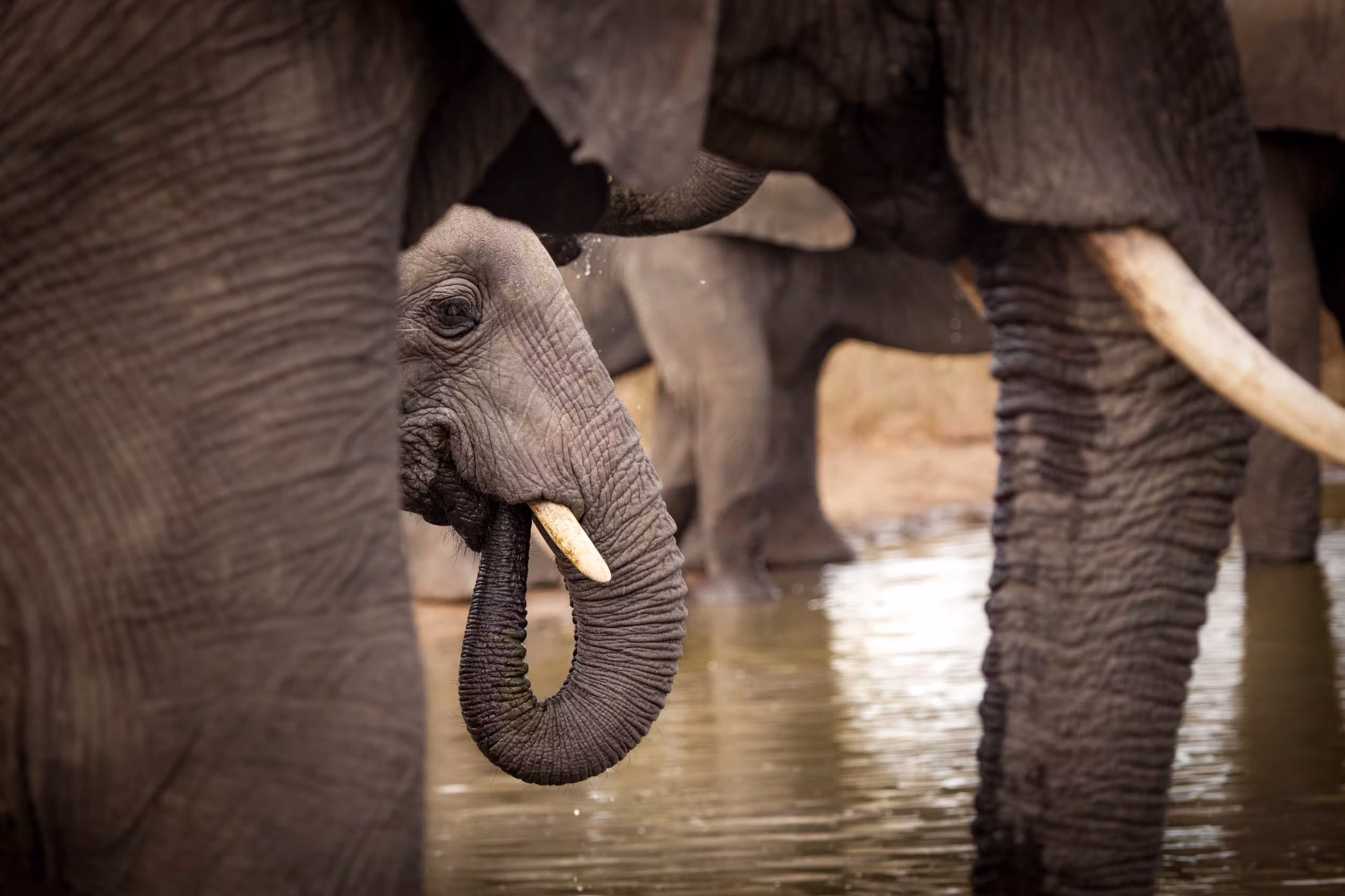 Tarangire: Elephants & Baobabs, Tanzania