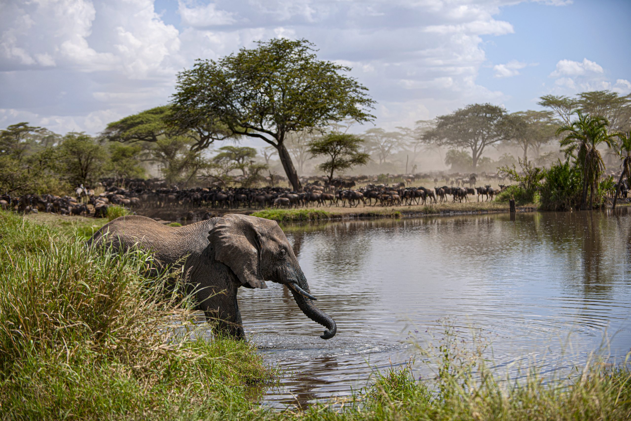 Tailor-made Grand Safari safari
