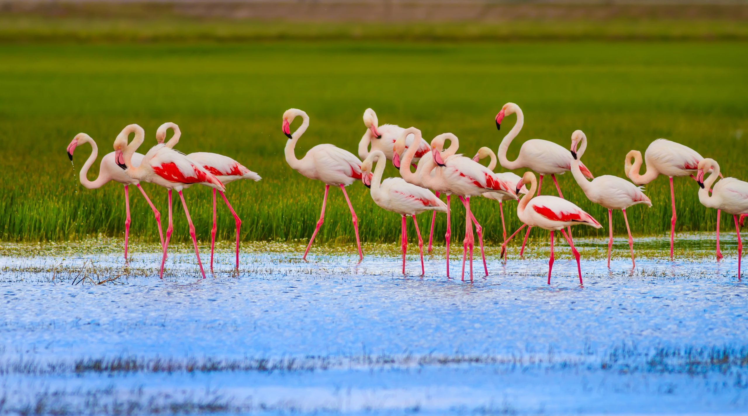 Flamingos wading in blue water