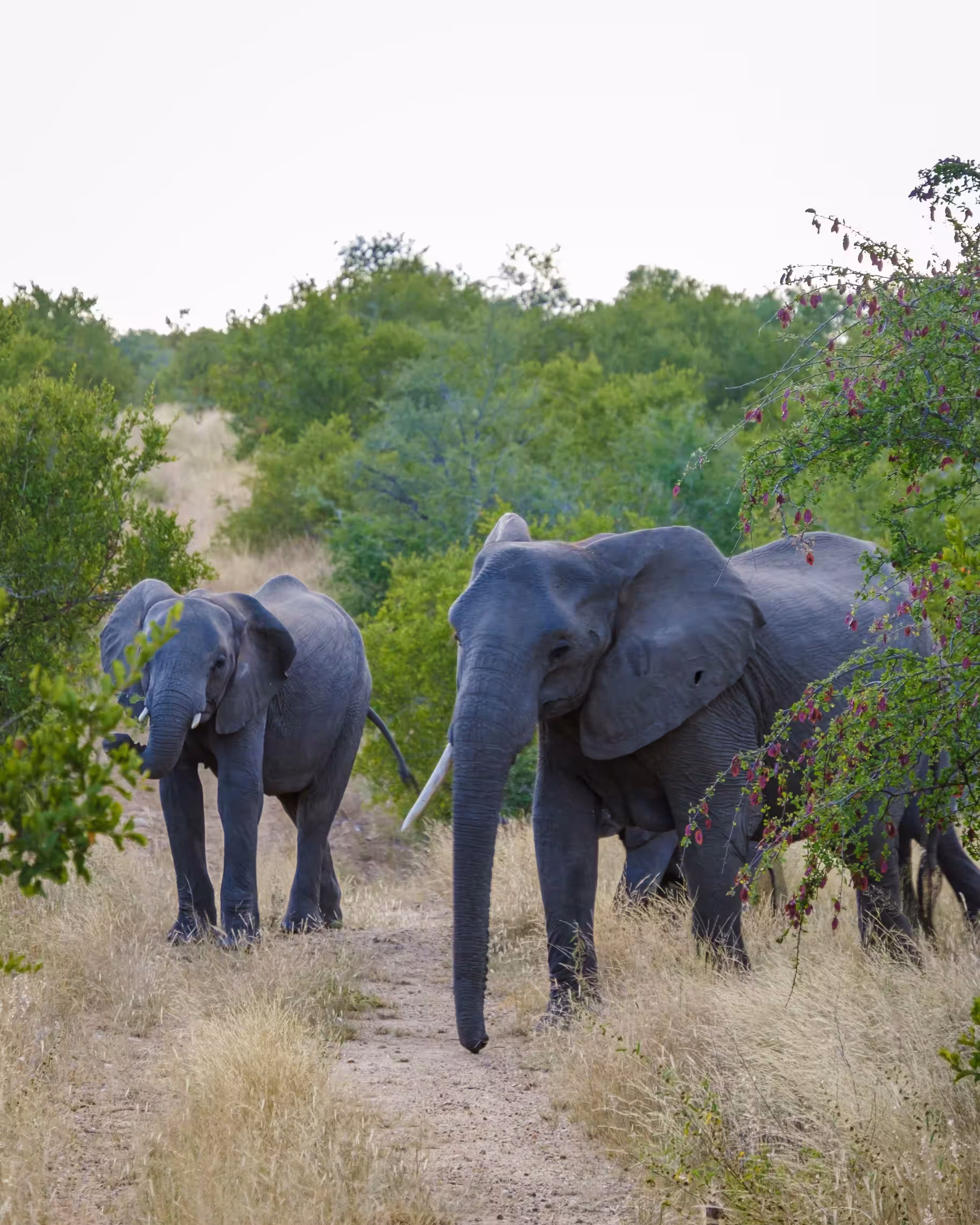 Elephants in Tarangire