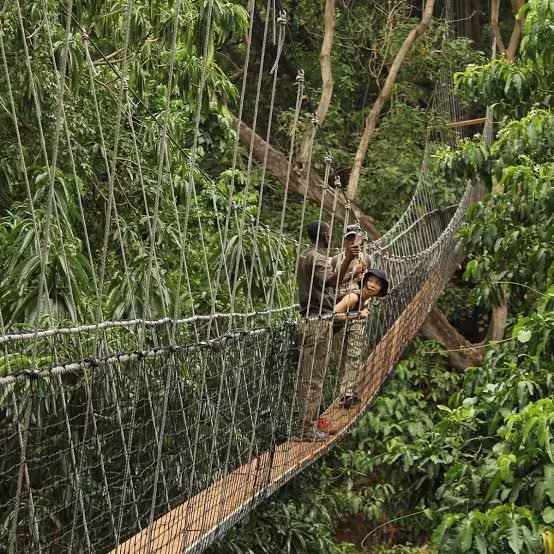 Treetop Canopy Walkway