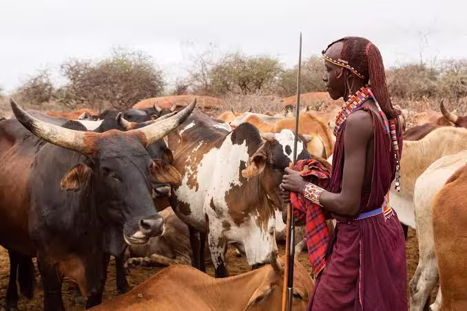 The Pastoralists