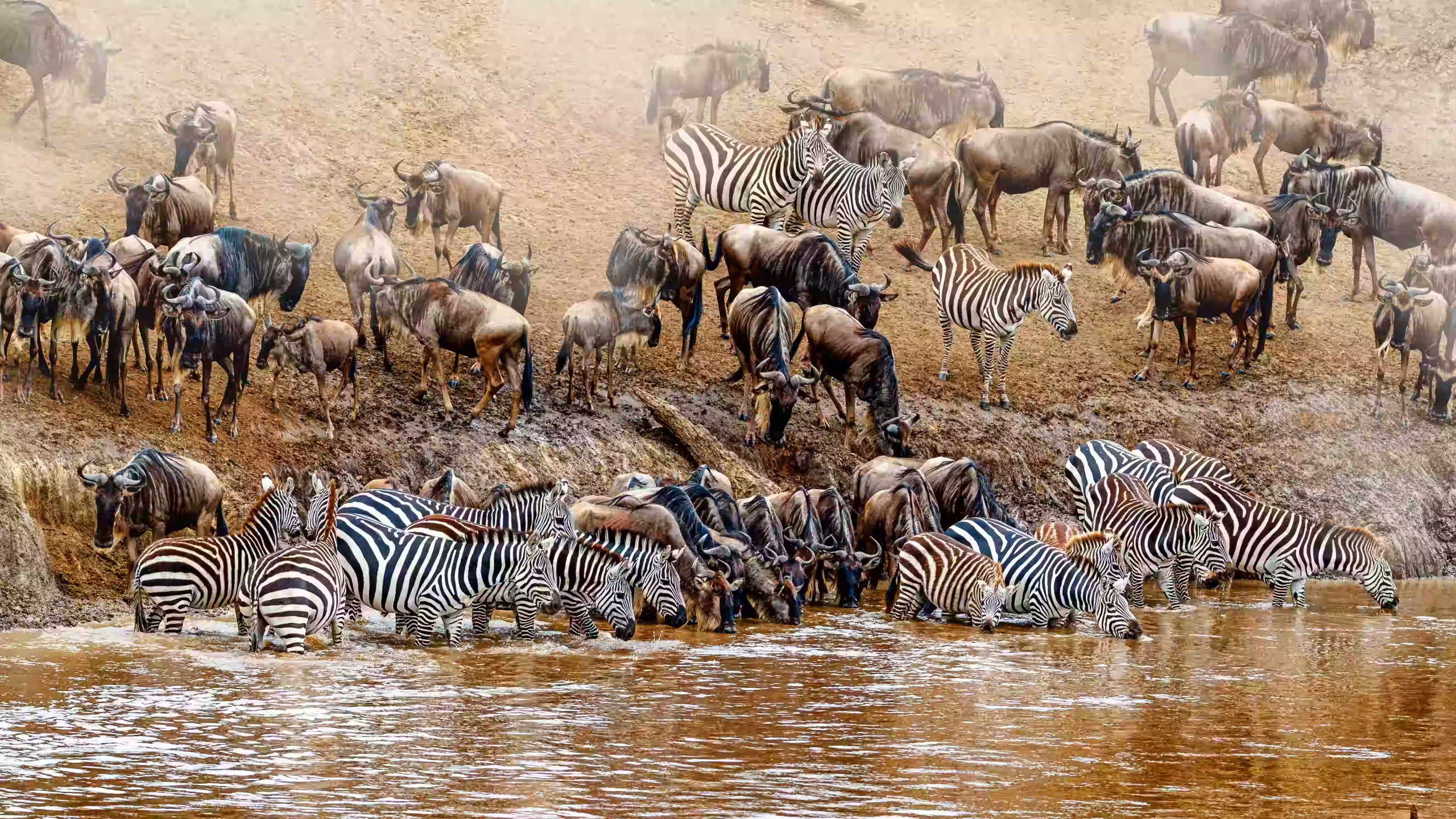 Calving Season on the Ndutu Plains