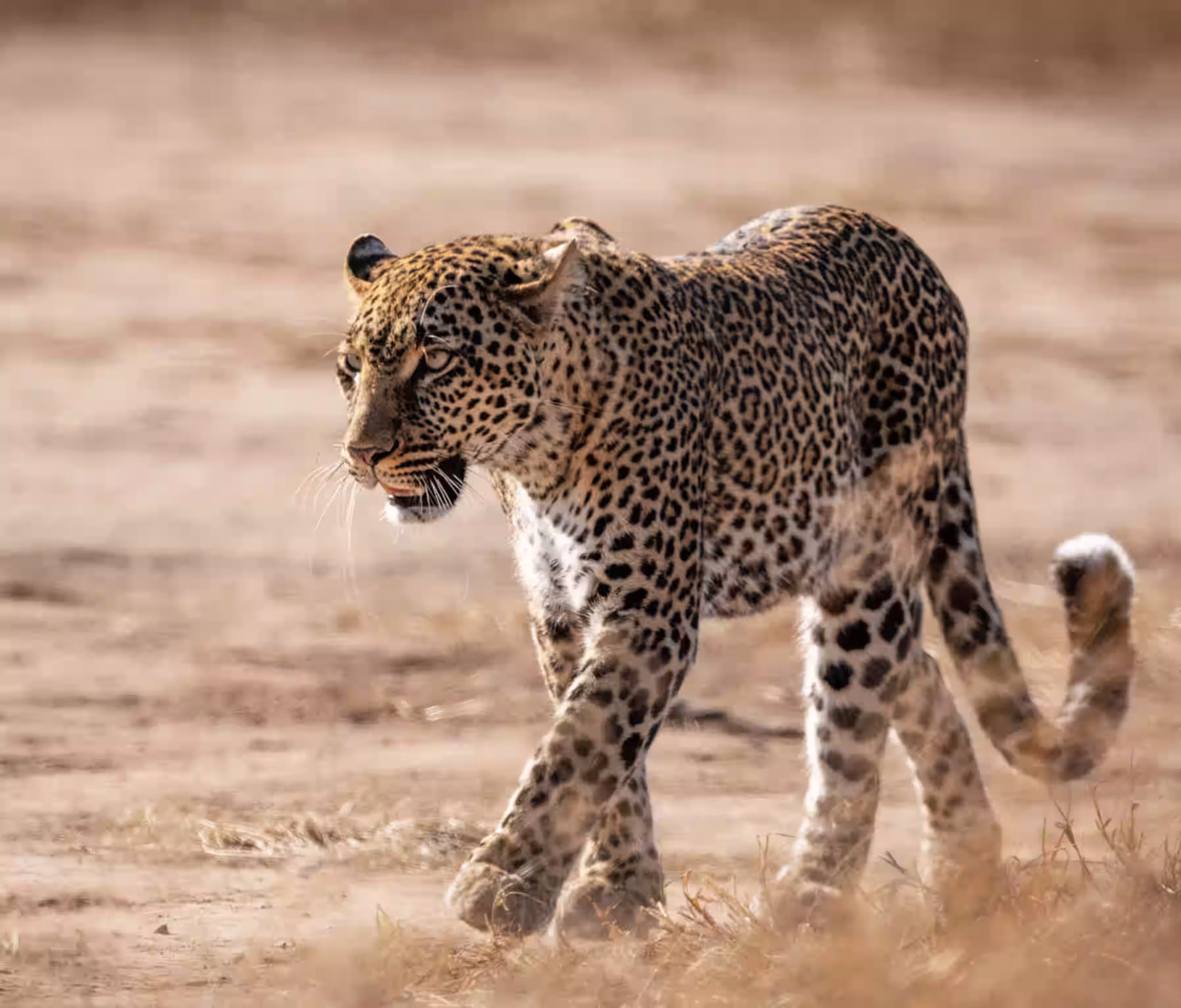 A leopard walking through dry grass