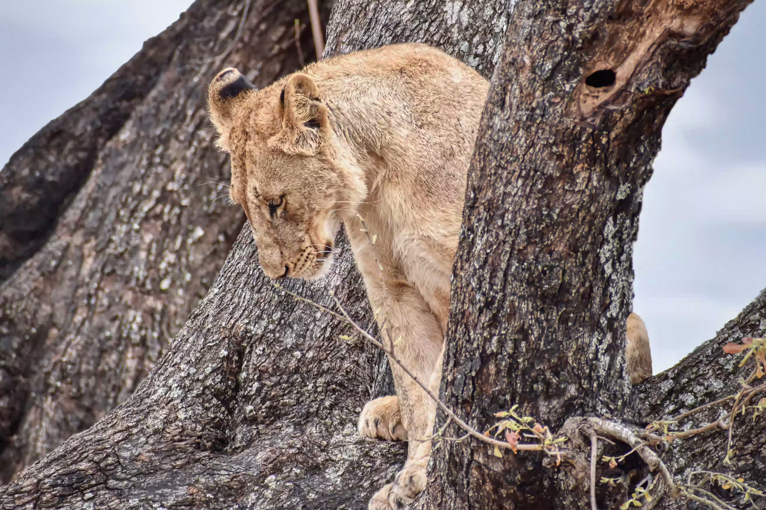 Lake Manyara National Park