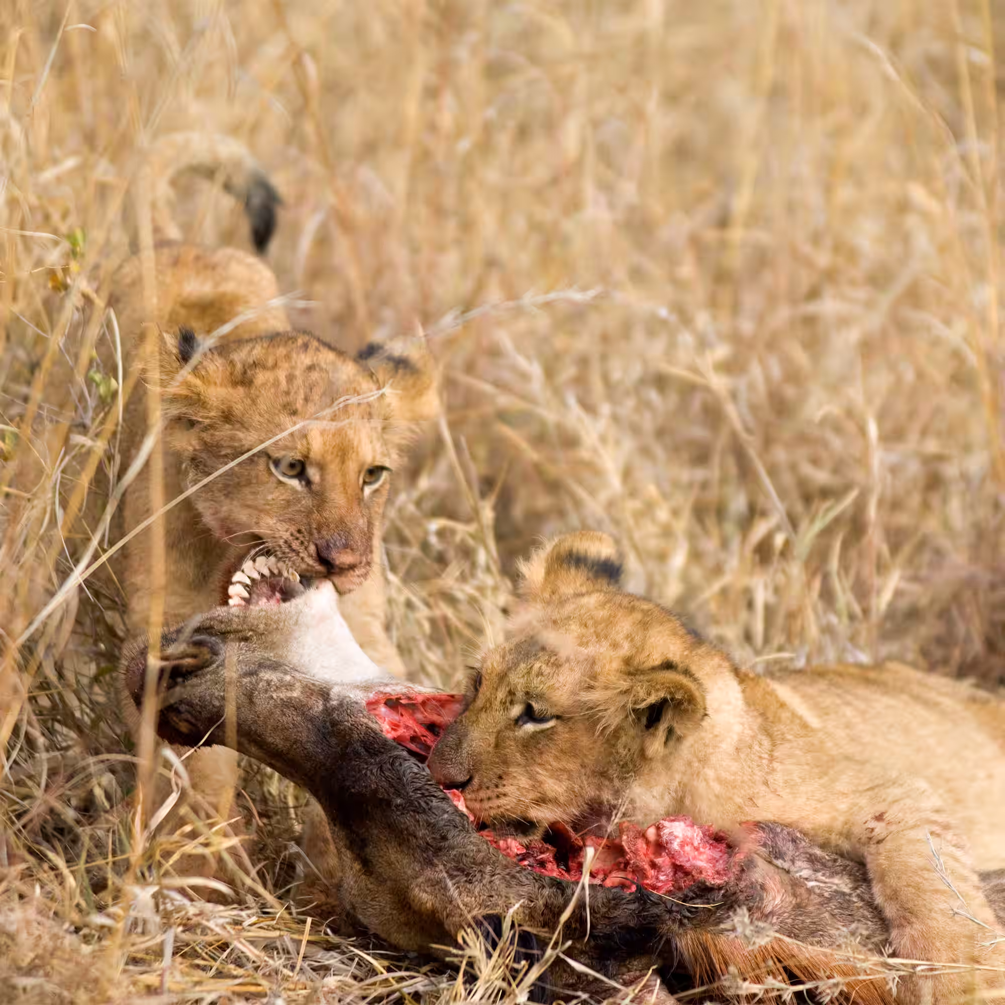 Young lions feeding in long grass
