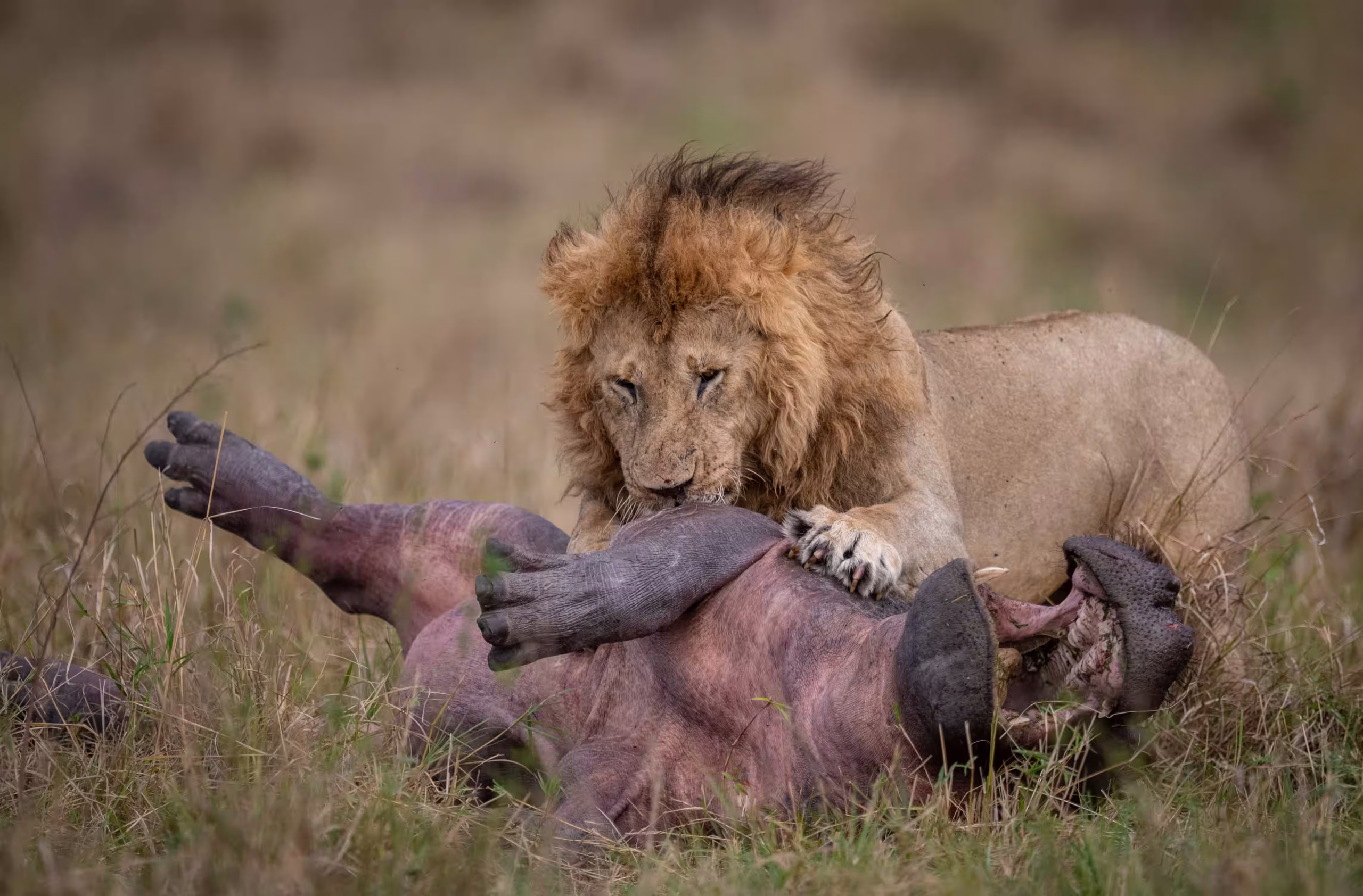 Ngorongoro