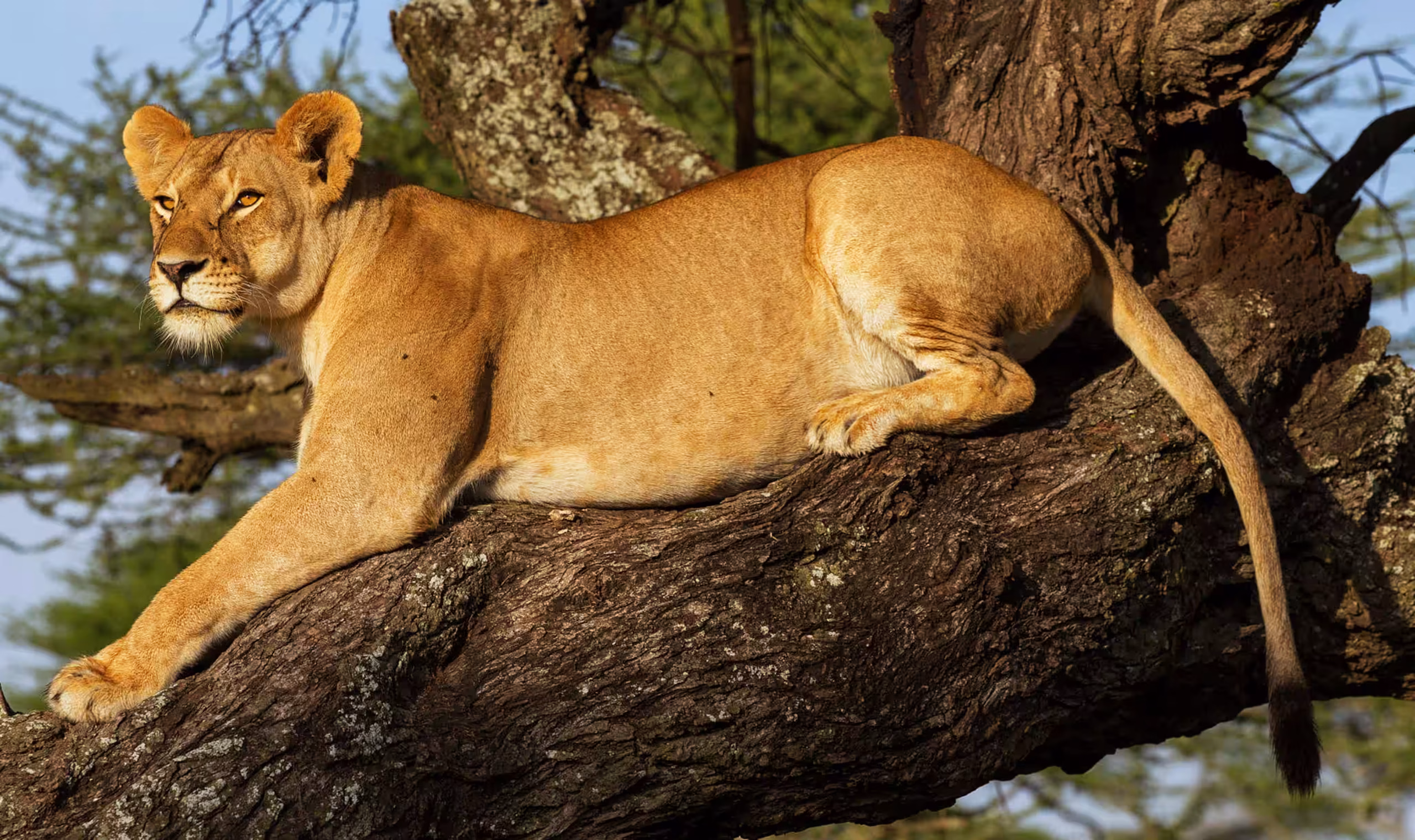 Lake Manyara