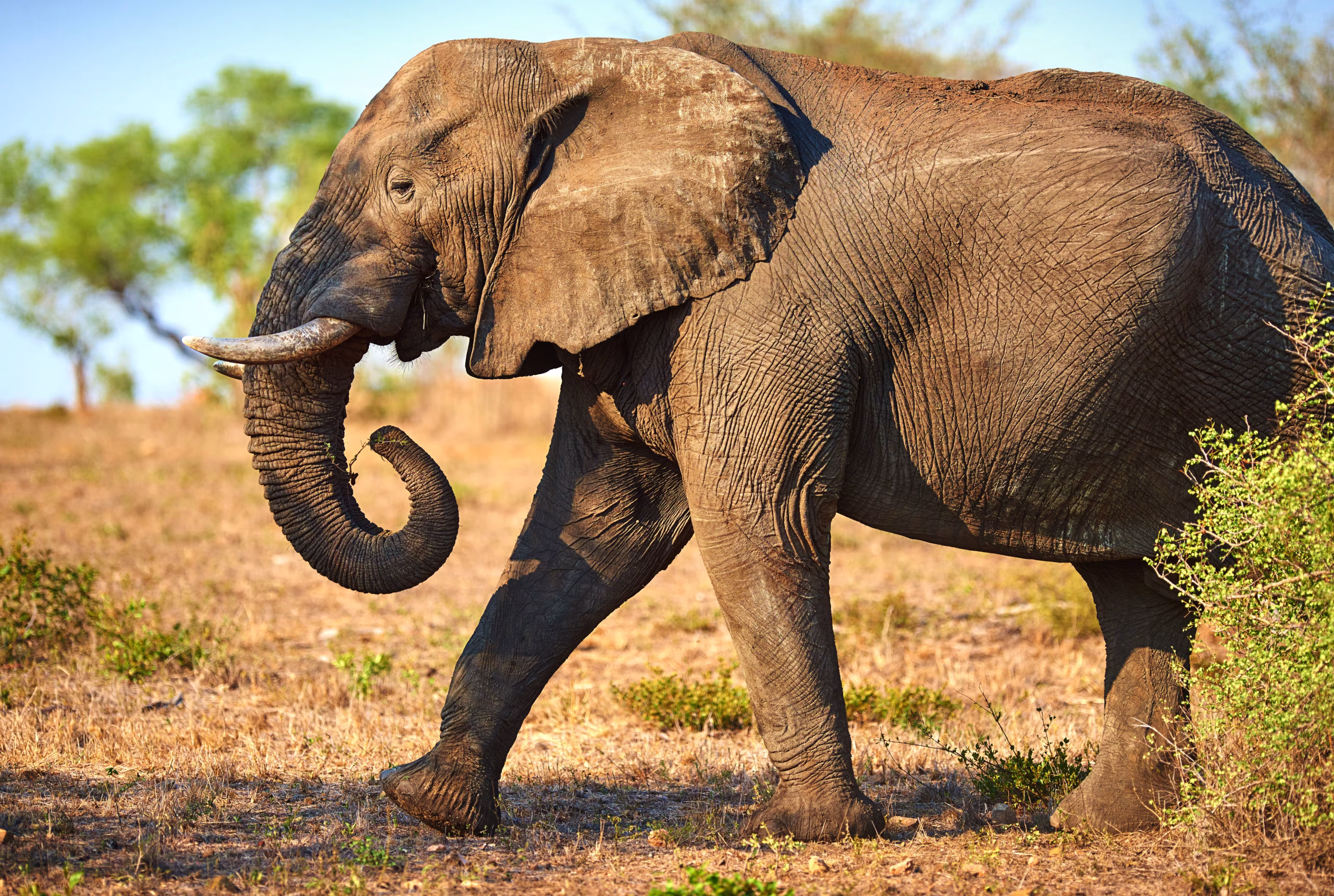 Tarangire National Park