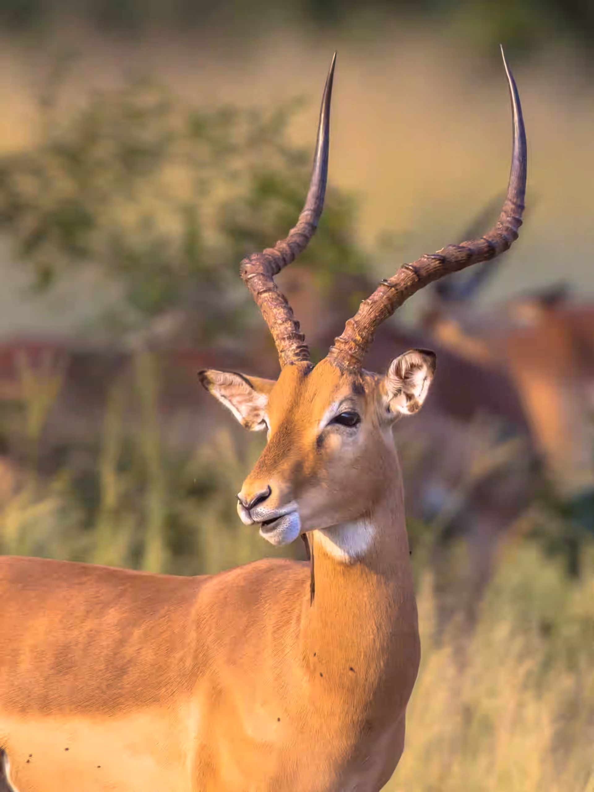 An impala ram
