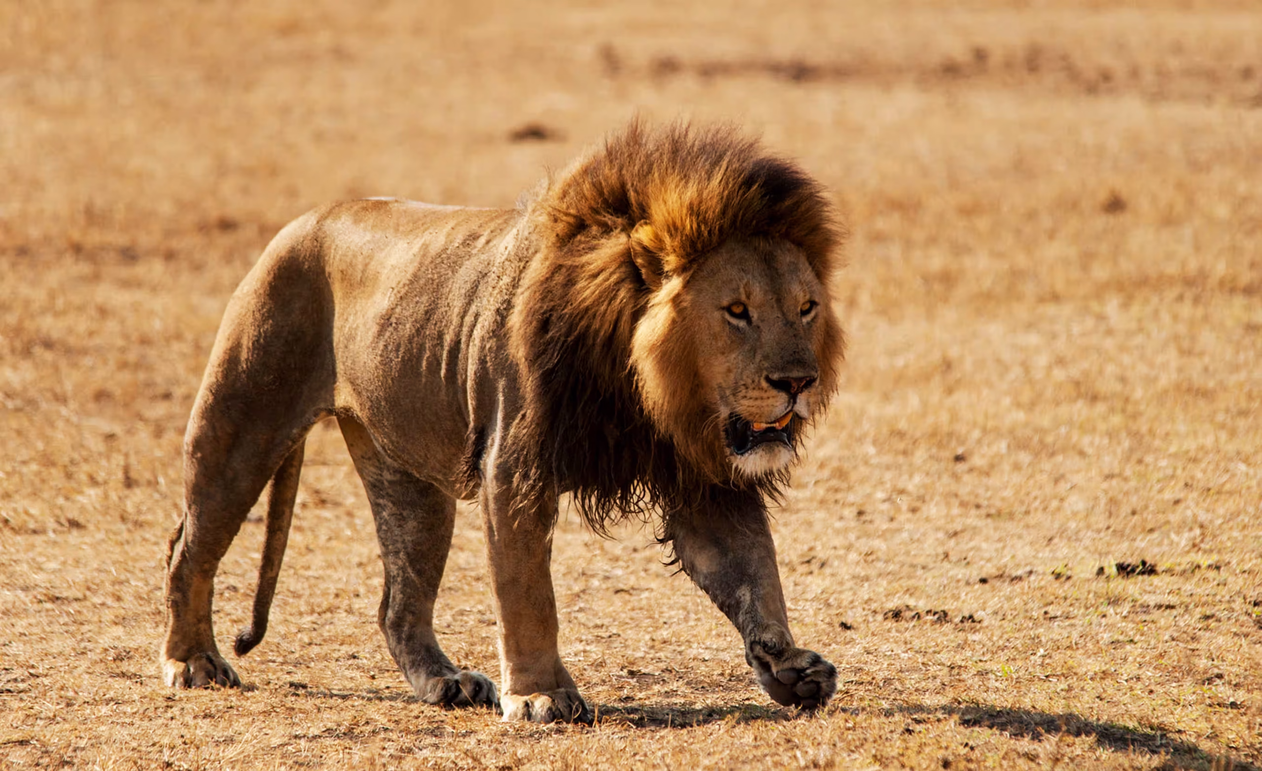 Luxury Safari