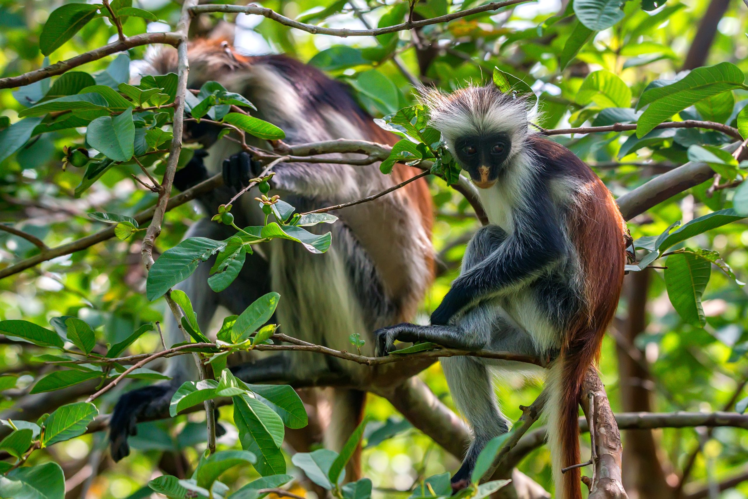 Zanzibar red colobus monkeys in the forest canopy