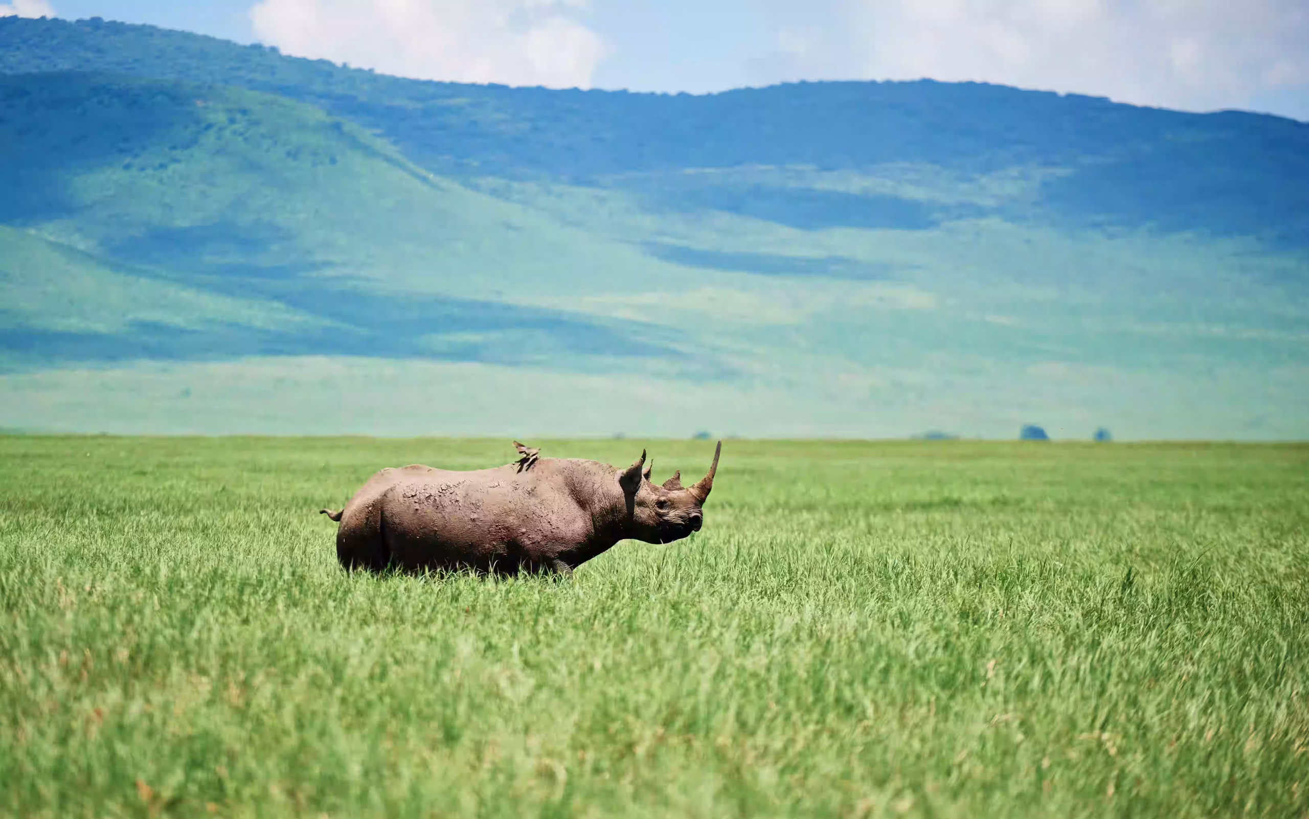 Ngorongoro