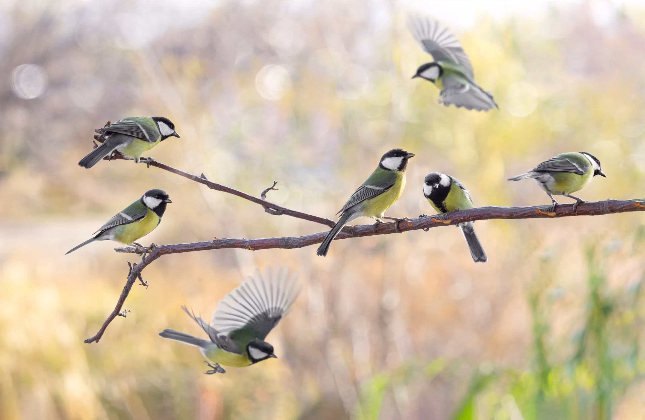 550+ Bird Species