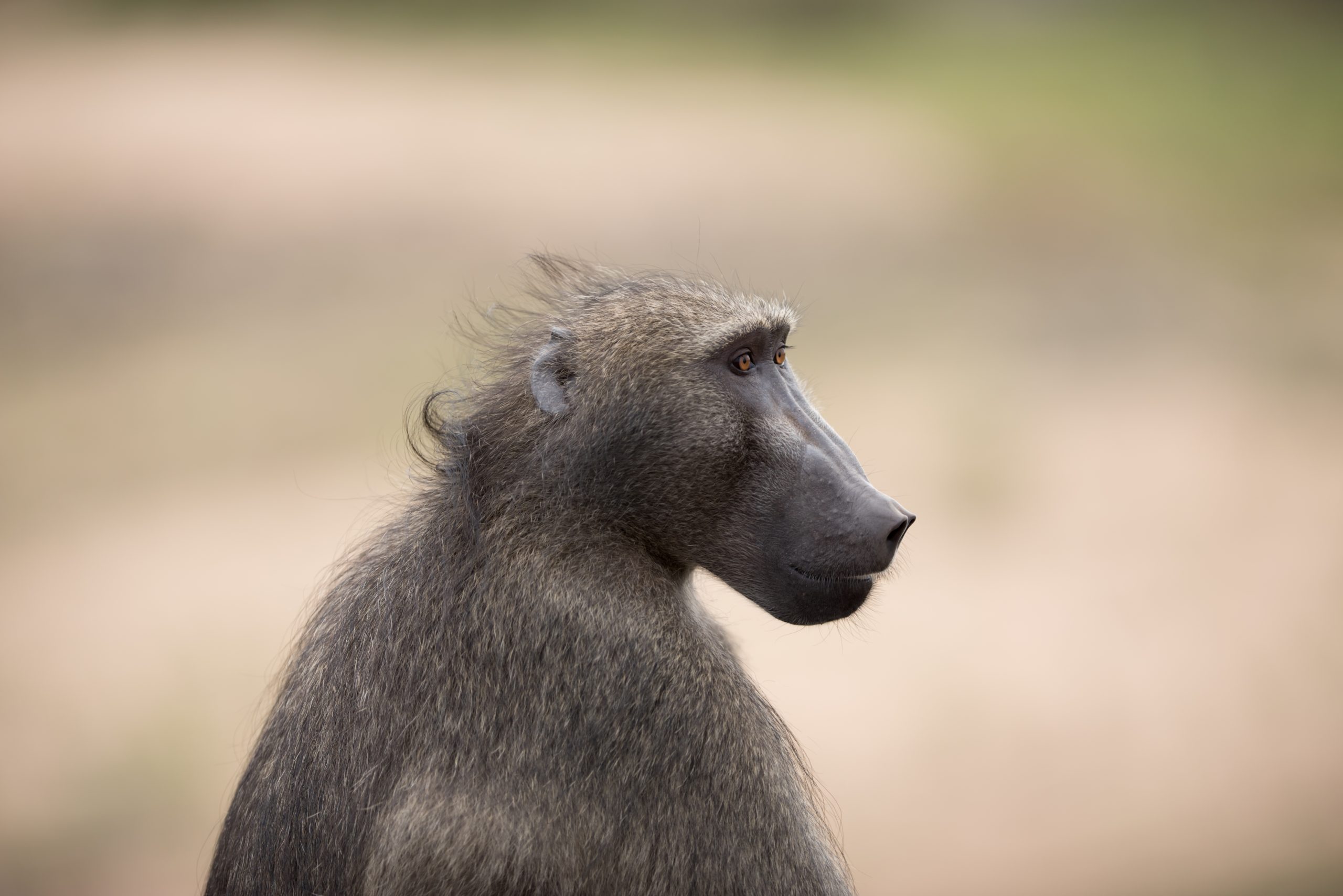 A baboon in profile