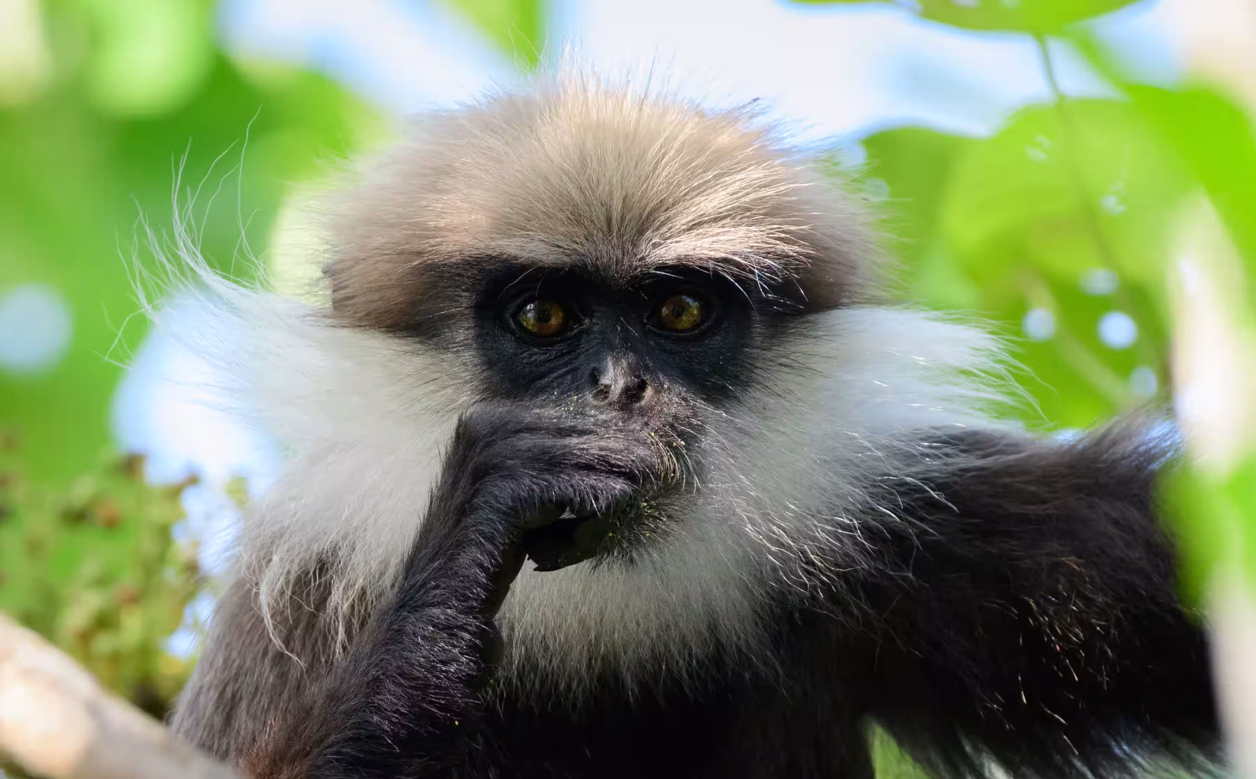 A monkey in green forest