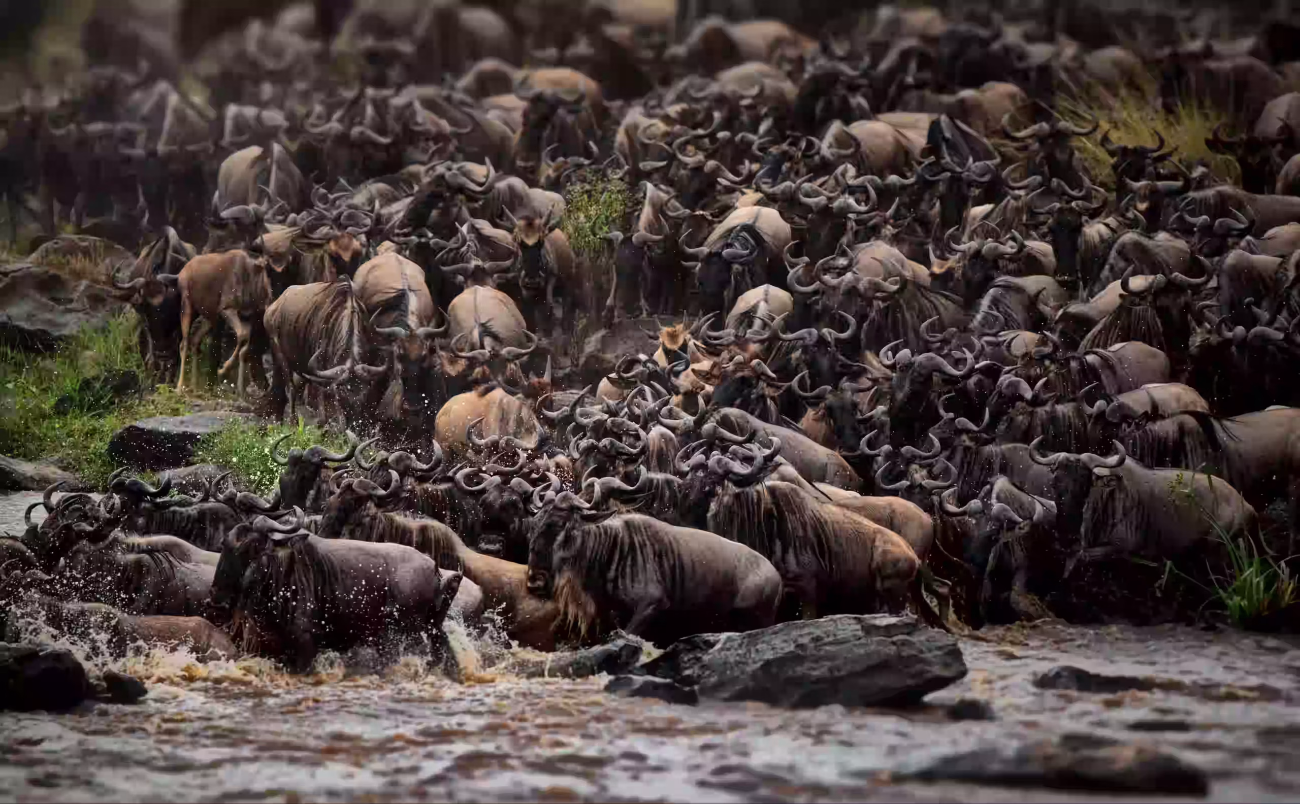 Serengeti