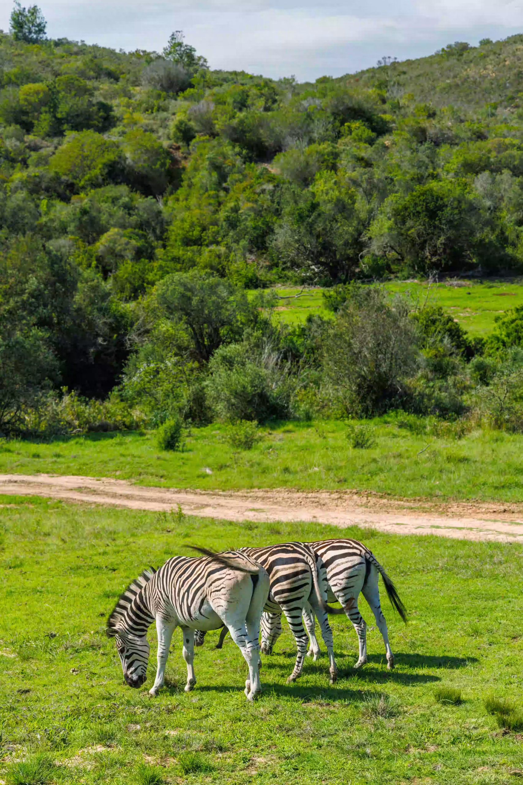 Plan a Tanzania safari