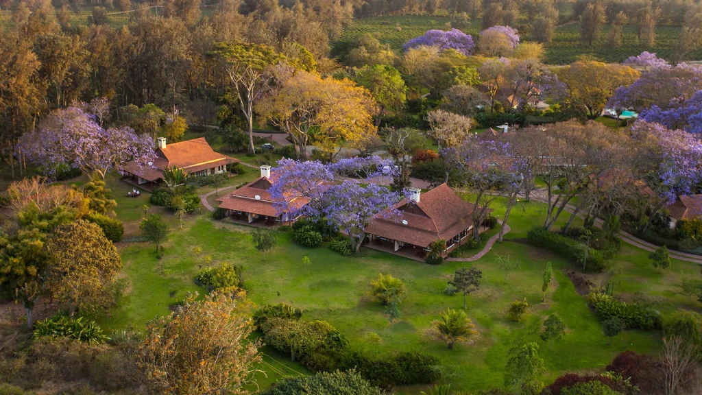 Legendary Lodge: Aerial view of the lodge cottages among green lawns, trees and purple jacarandas